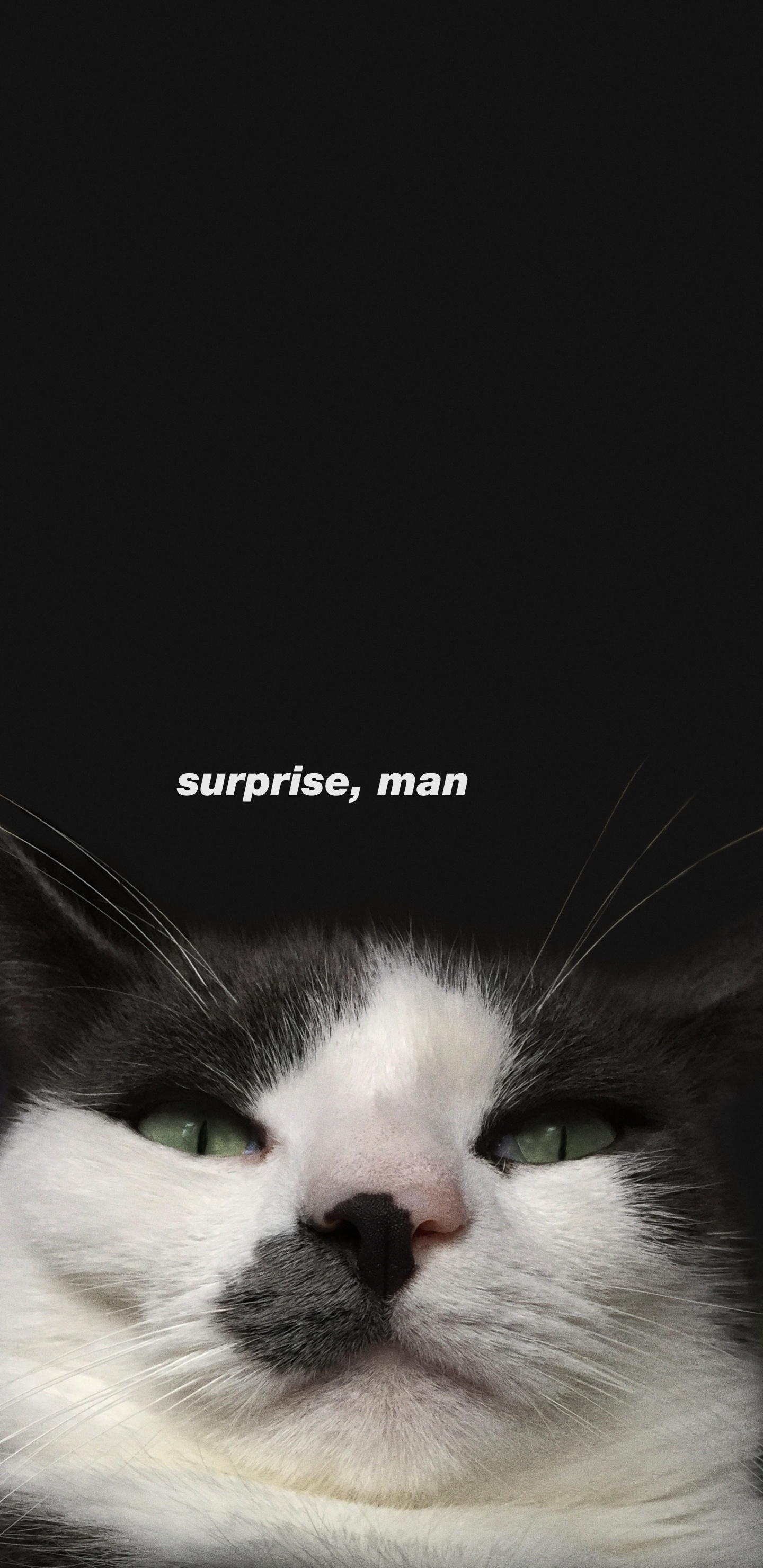 胡须, 爱琴的猫, 猫科, 中小型猫, 爪子 壁纸 1440x2960 允许