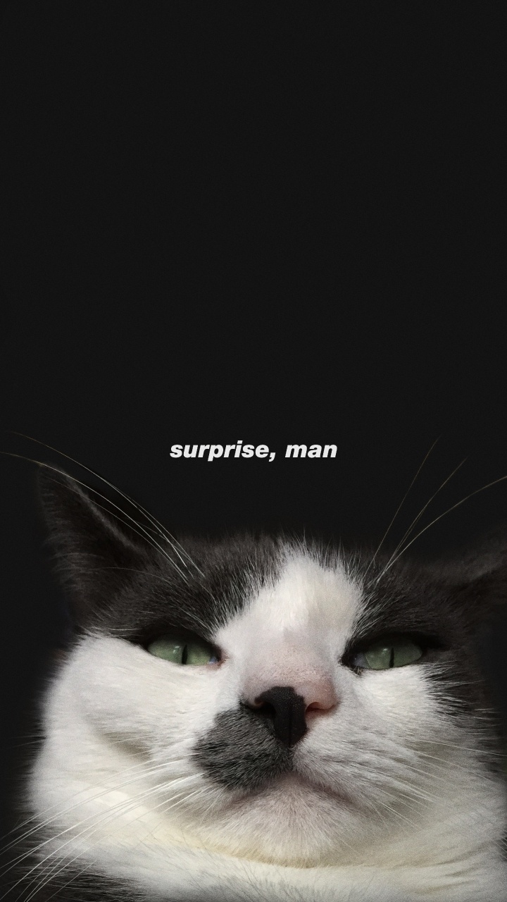 胡须, 爱琴的猫, 猫科, 中小型猫, 爪子 壁纸 720x1280 允许