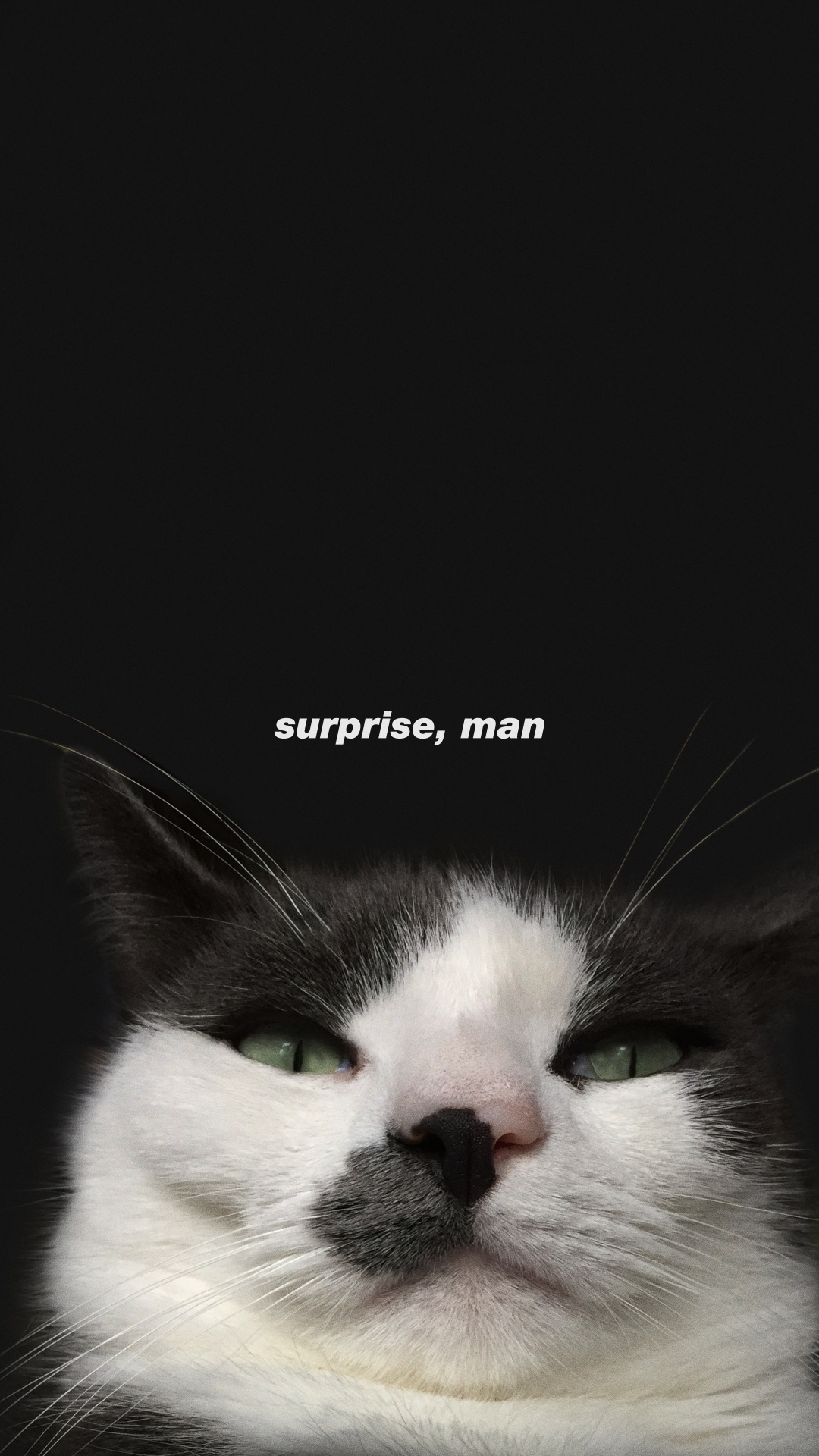 Whiskers, Aegean Cat, Snout, Cat, Carnivore. Wallpaper in 1080x1920 Resolution