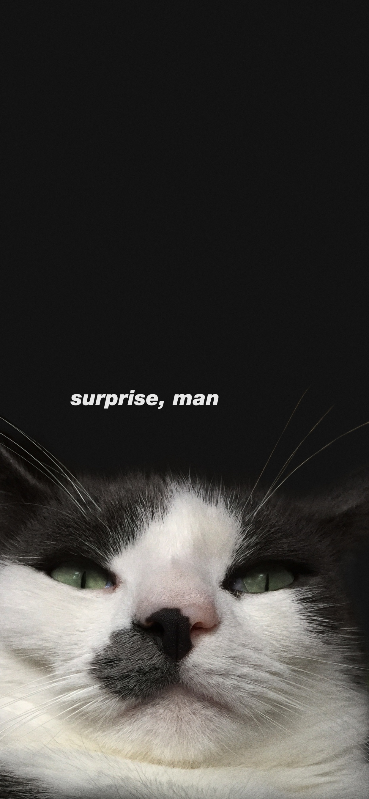 Whiskers, Aegean Cat, Snout, Cat, Carnivore. Wallpaper in 1242x2688 Resolution