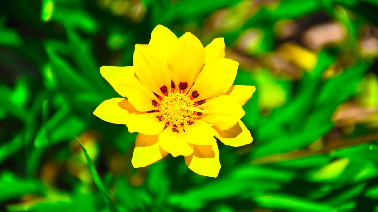 Yellow Flower in Tilt Shift Lens. Wallpaper in 1280x720 Resolution
