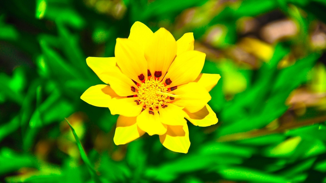 Yellow Flower in Tilt Shift Lens. Wallpaper in 1366x768 Resolution