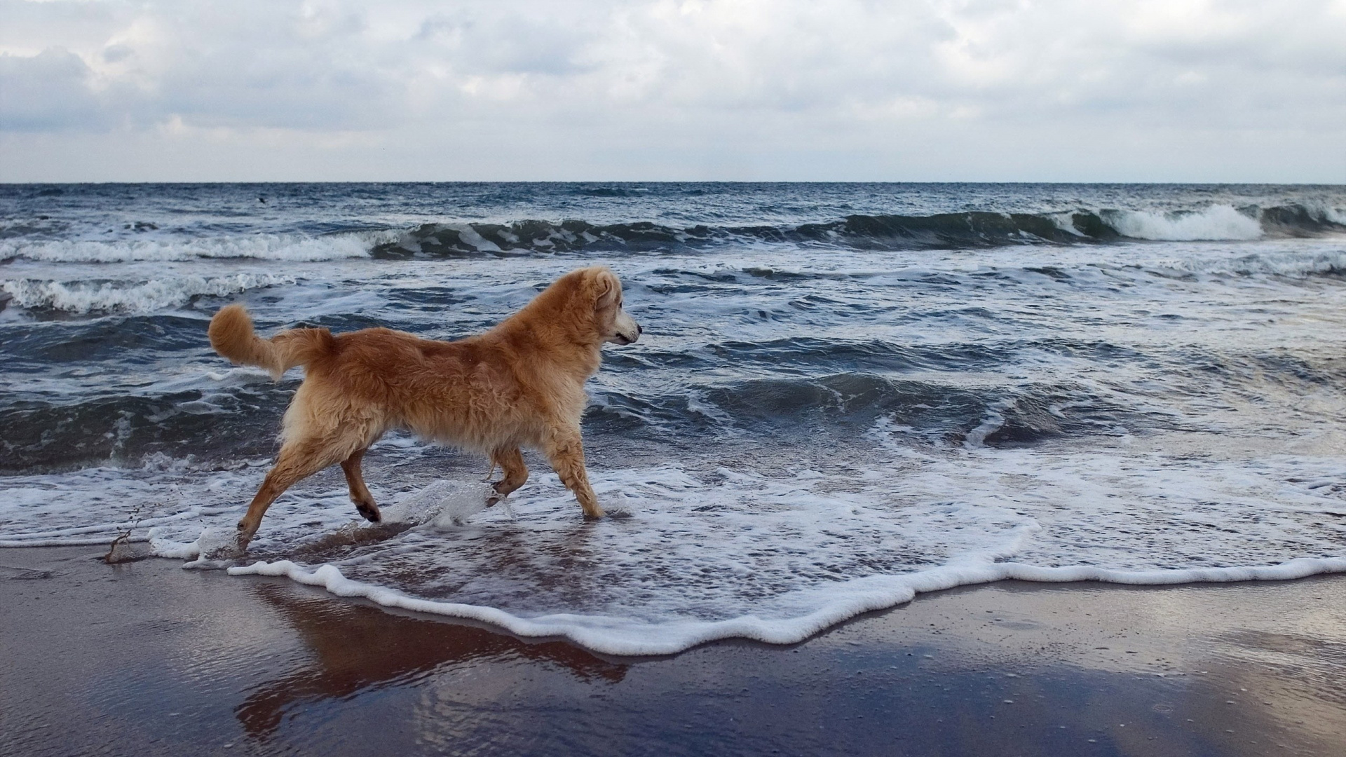 Brauner Hund Tagsüber am Strand. Wallpaper in 1920x1080 Resolution