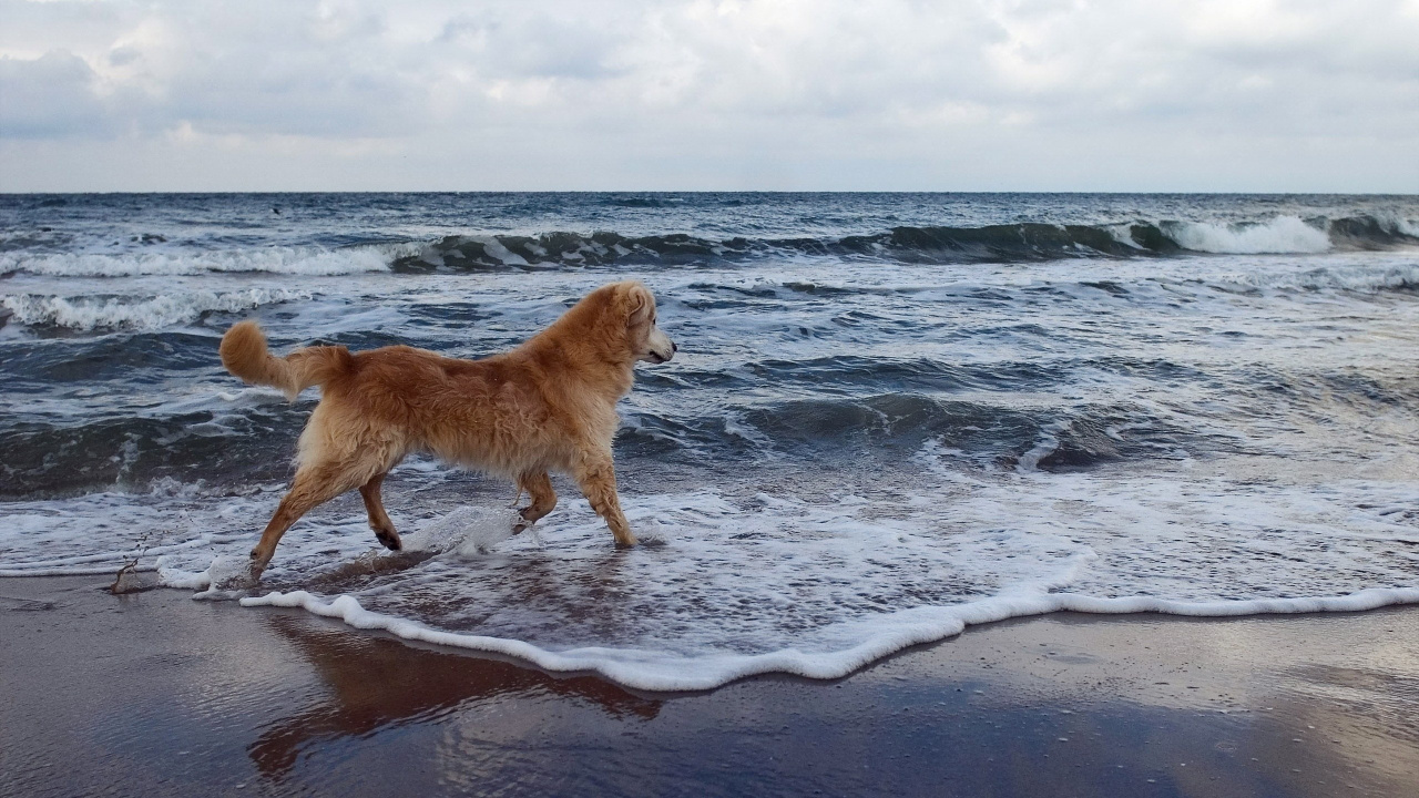 Chien Brun Sur la Plage Pendant la Journée. Wallpaper in 1280x720 Resolution