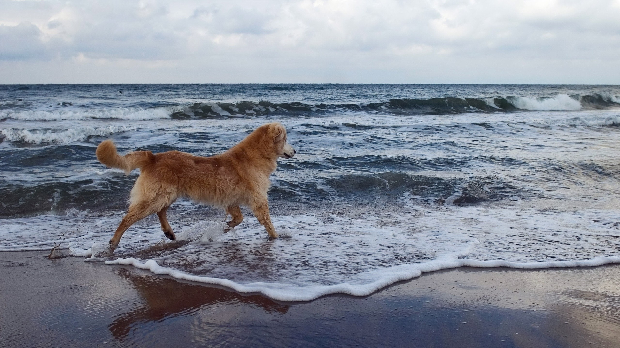 Chien Brun Sur la Plage Pendant la Journée. Wallpaper in 2560x1440 Resolution