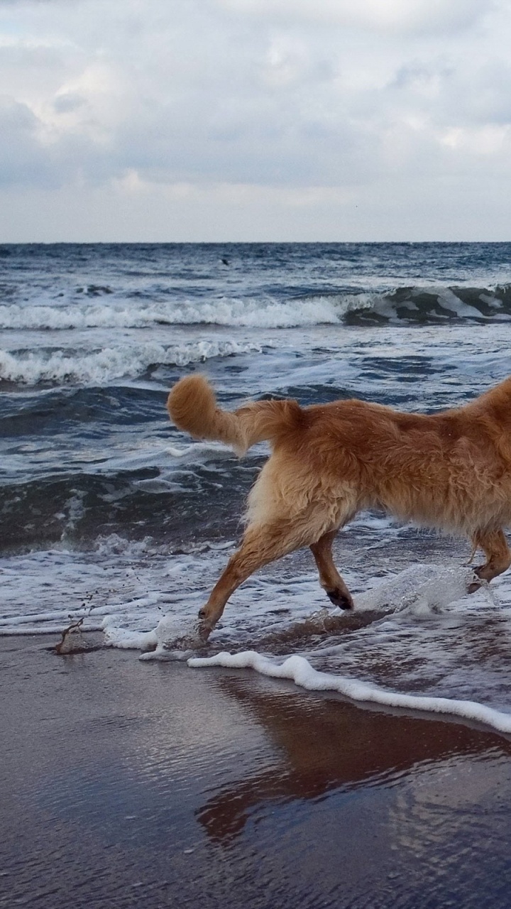 Chien Brun Sur la Plage Pendant la Journée. Wallpaper in 720x1280 Resolution