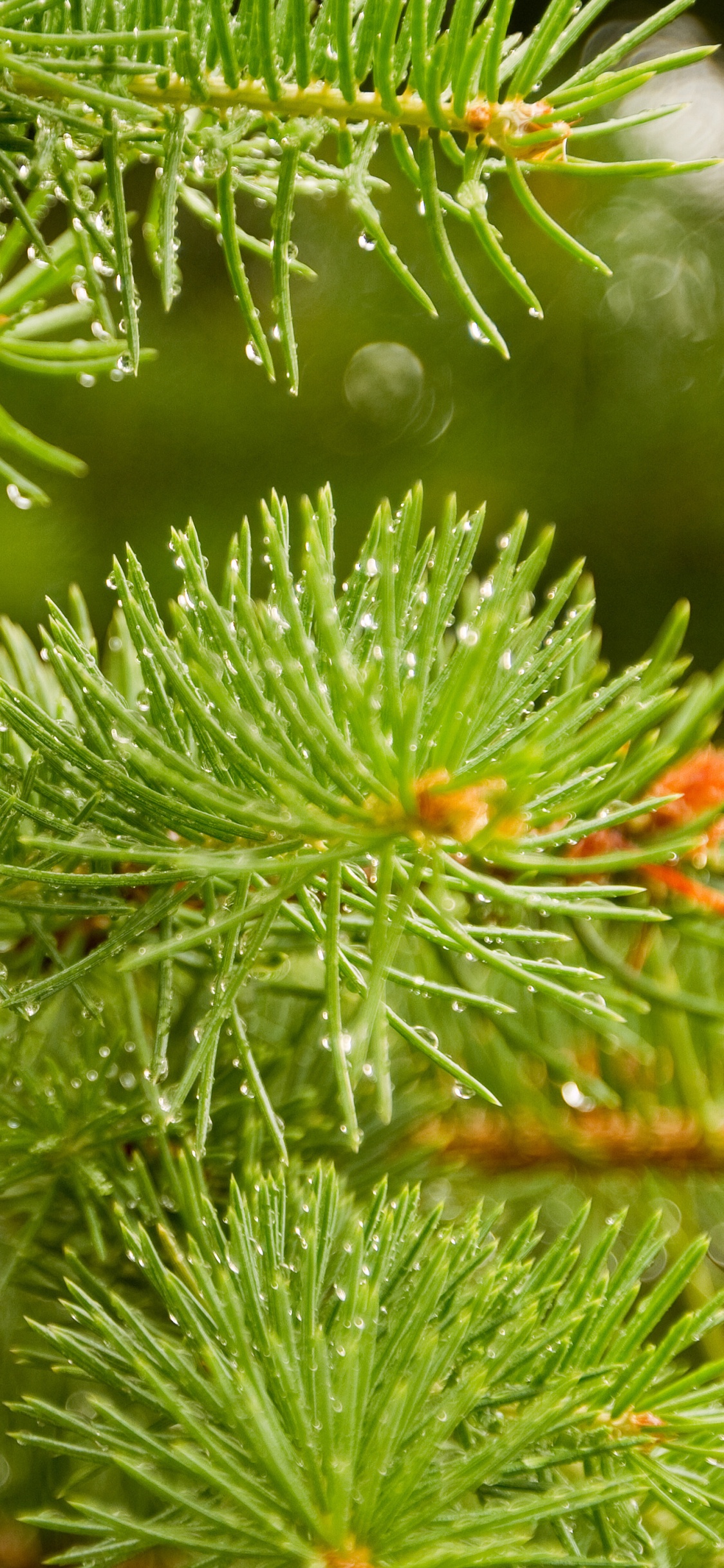 Green Pine Tree With Water Droplets. Wallpaper in 1125x2436 Resolution