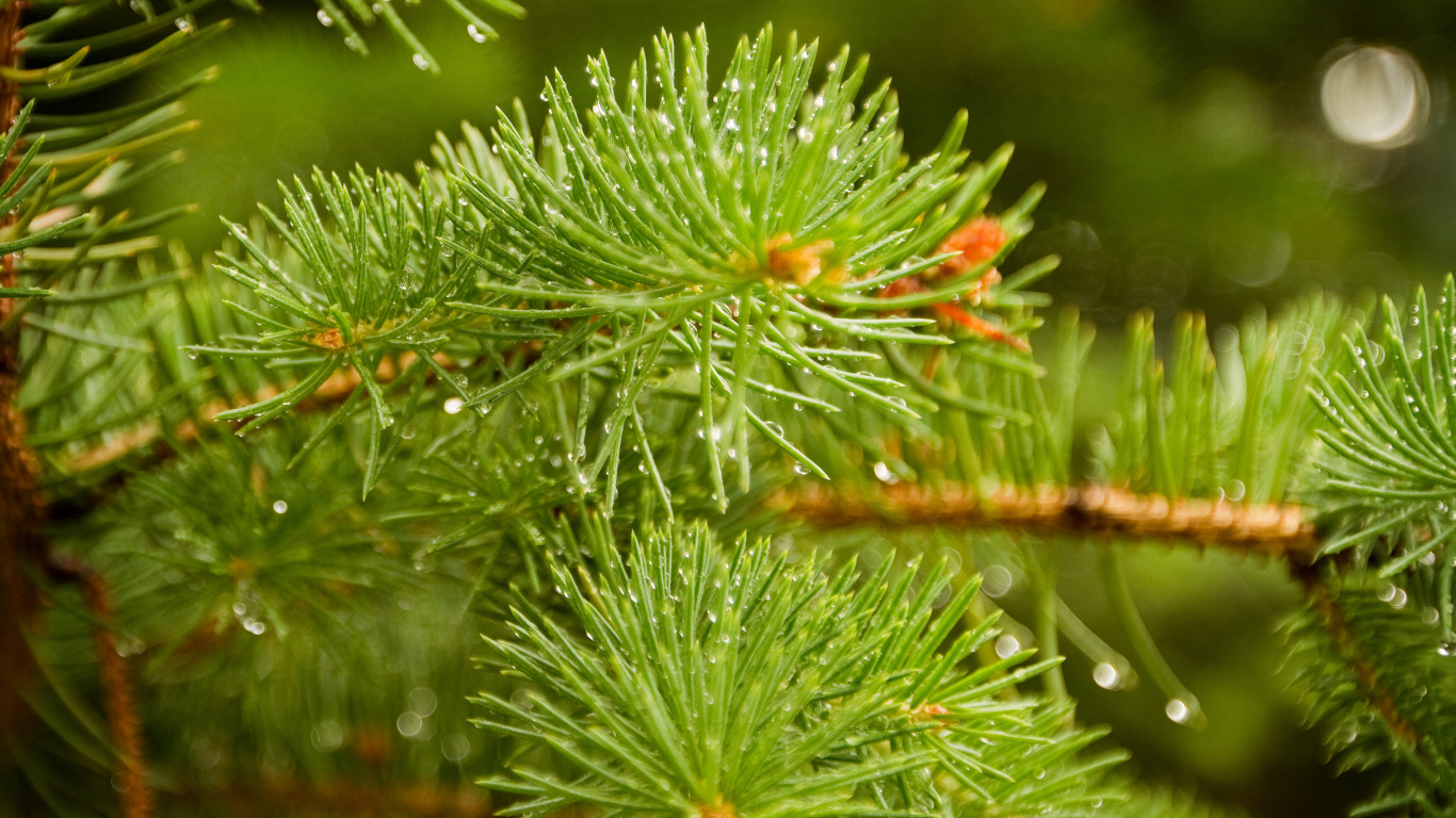 Green Pine Tree With Water Droplets. Wallpaper in 1366x768 Resolution