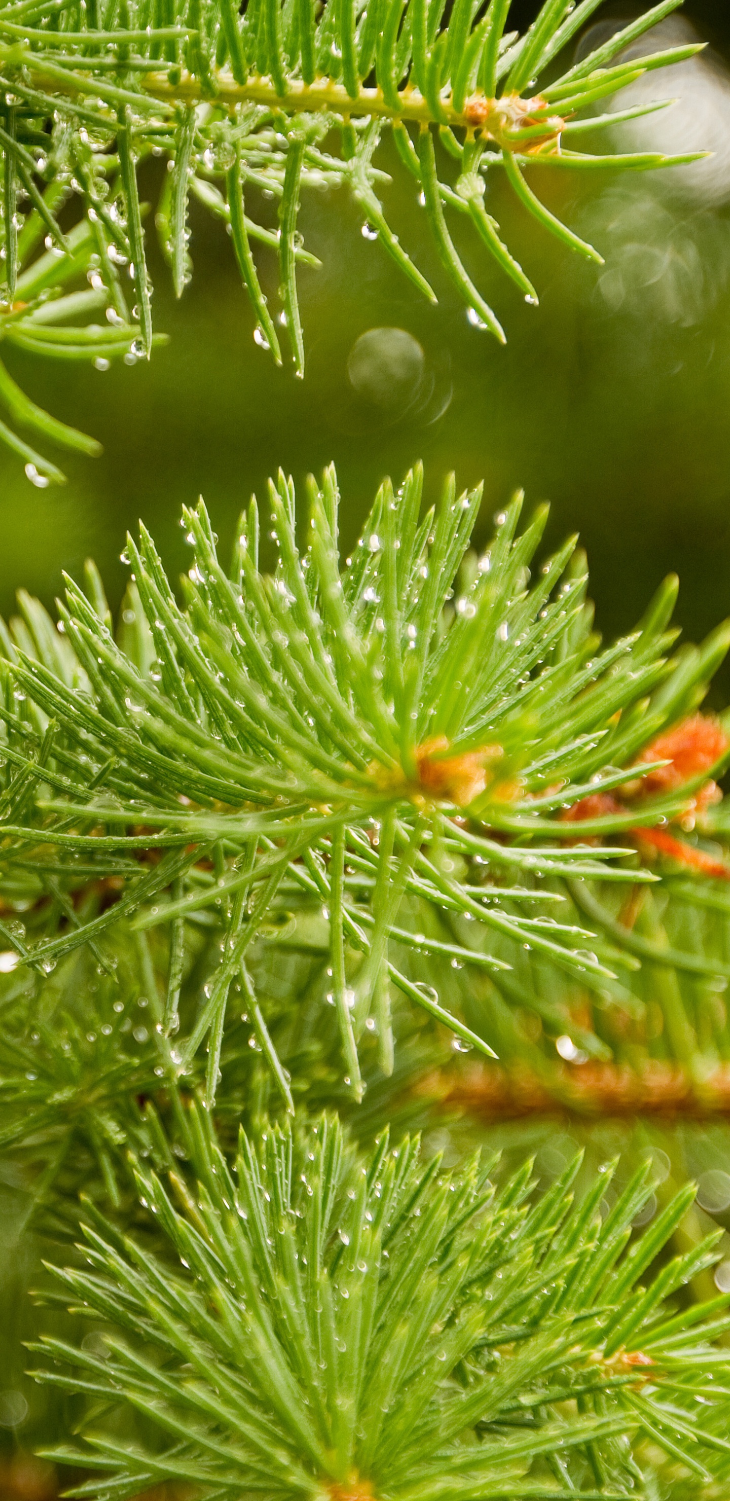 Green Pine Tree With Water Droplets. Wallpaper in 1440x2960 Resolution