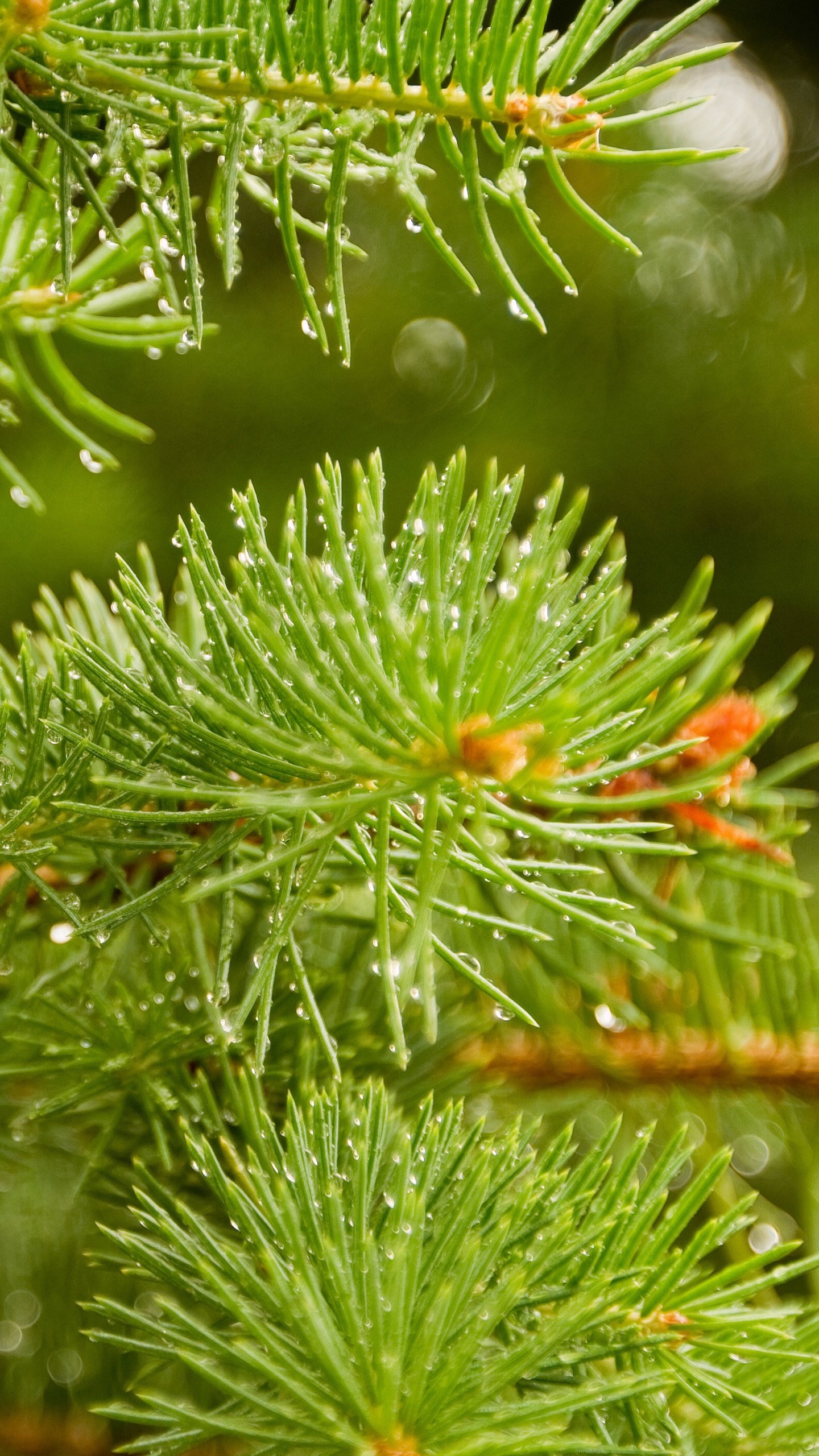 Pino Verde Con Gotas de Agua. Wallpaper in 1440x2560 Resolution