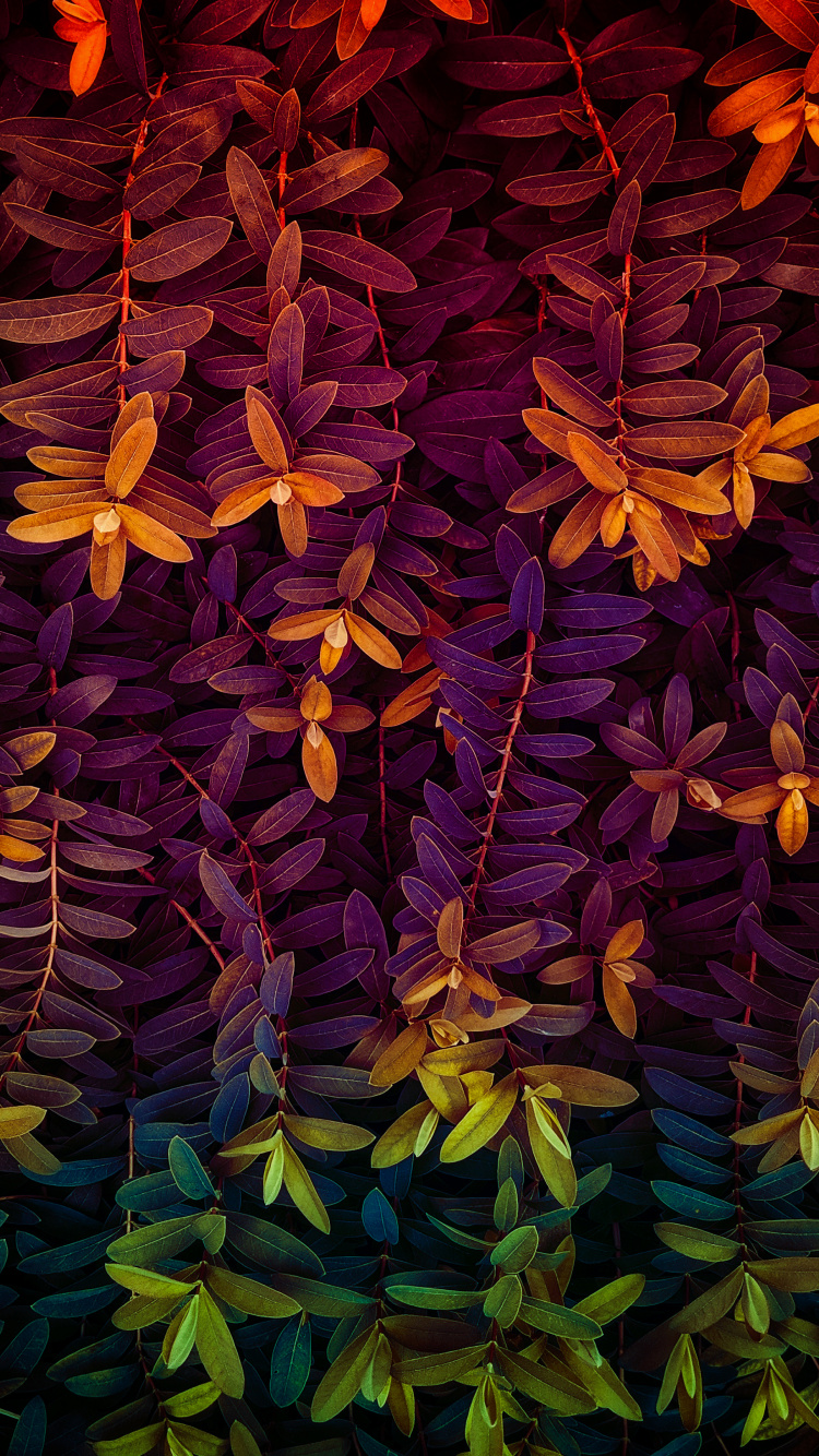 Morado, Lei, Pétalo, Textil, Violeta. Wallpaper in 750x1334 Resolution
