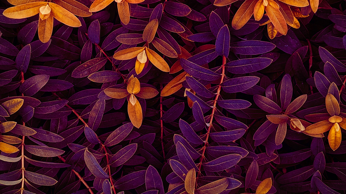 Plant, Purple, Lei, Petal, Textile. Wallpaper in 1366x768 Resolution