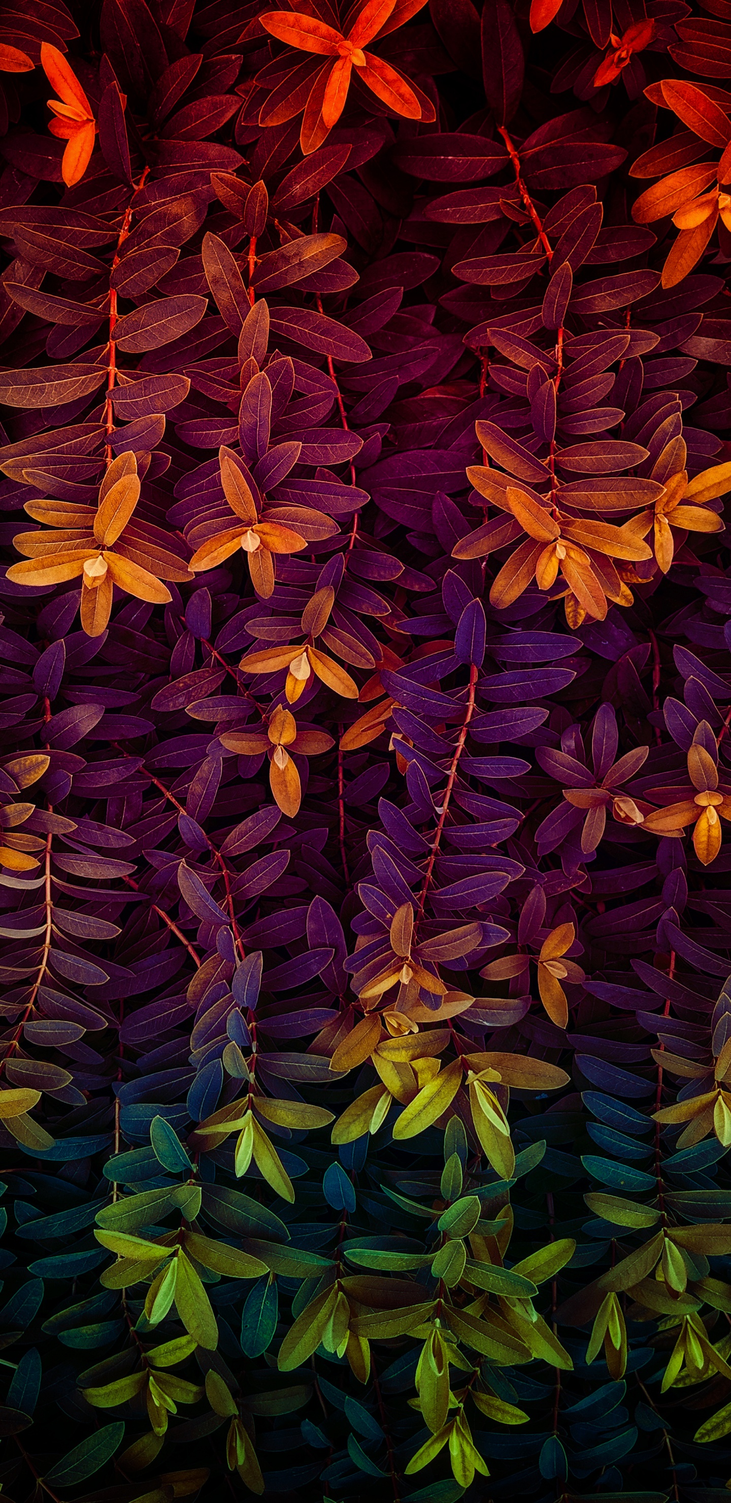 Plant, Purple, Lei, Petal, Textile. Wallpaper in 1440x2960 Resolution