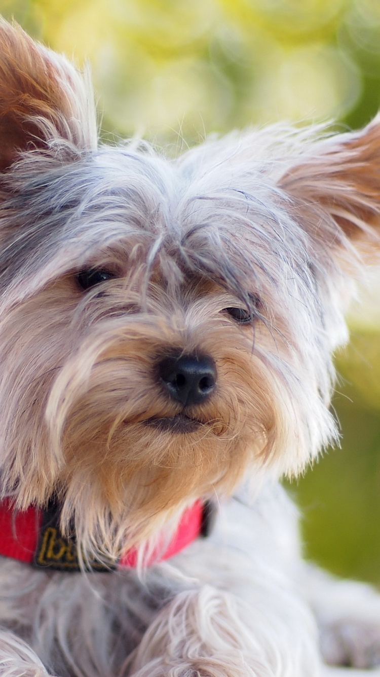 Brown and Gray Yorkshire Terrier. Wallpaper in 750x1334 Resolution