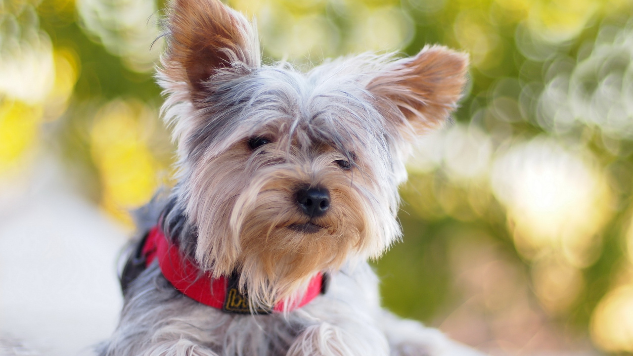 Brauner Und Grauer Yorkshire Terrier. Wallpaper in 1280x720 Resolution