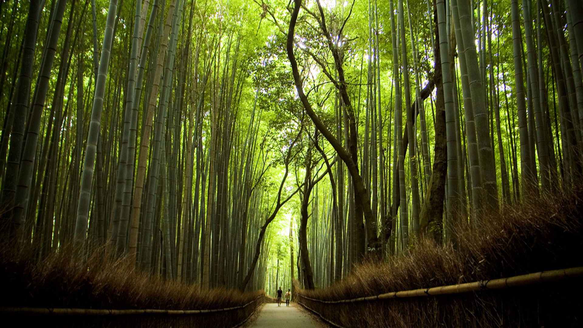 Pathway Between Green Trees During Daytime. Wallpaper in 1920x1080 Resolution