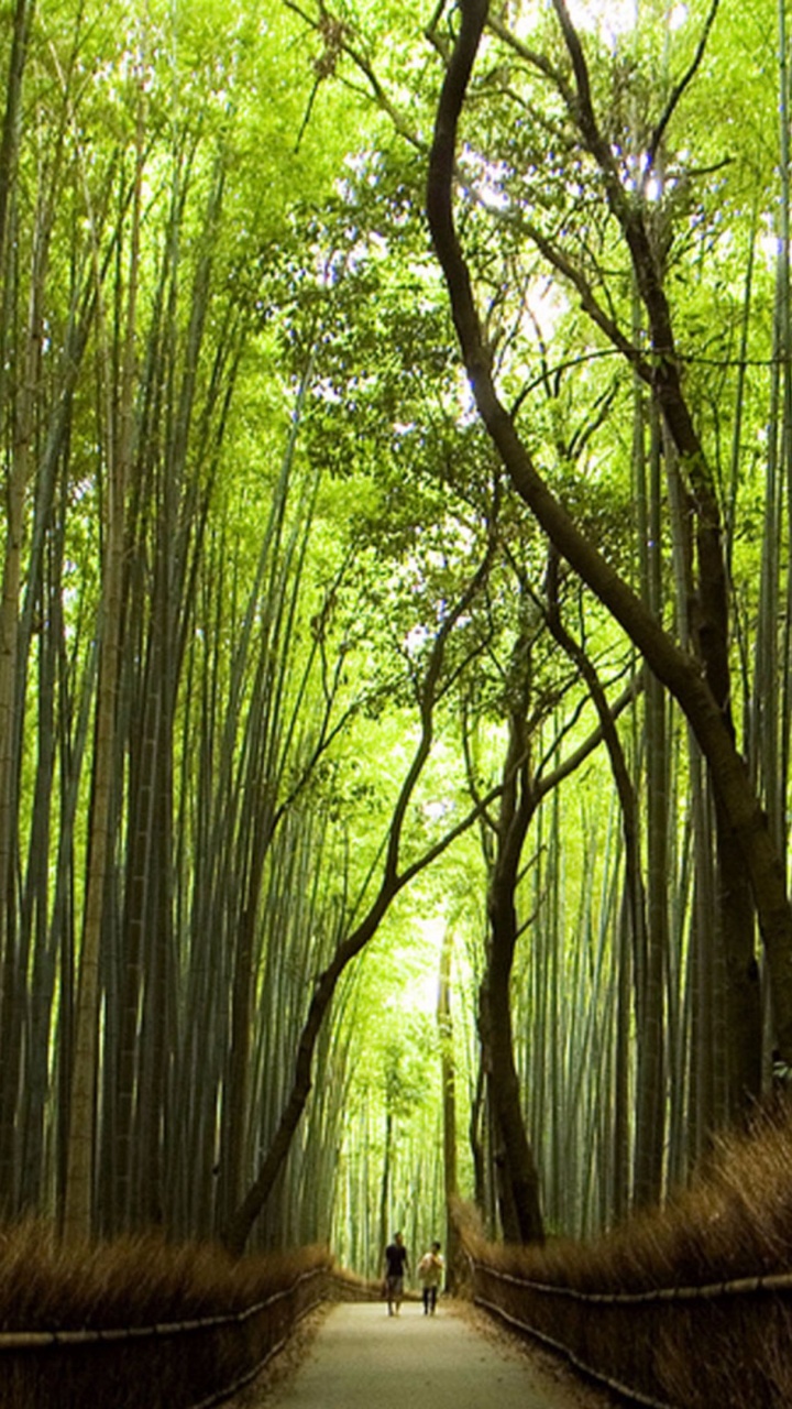 Pathway Between Green Trees During Daytime. Wallpaper in 720x1280 Resolution