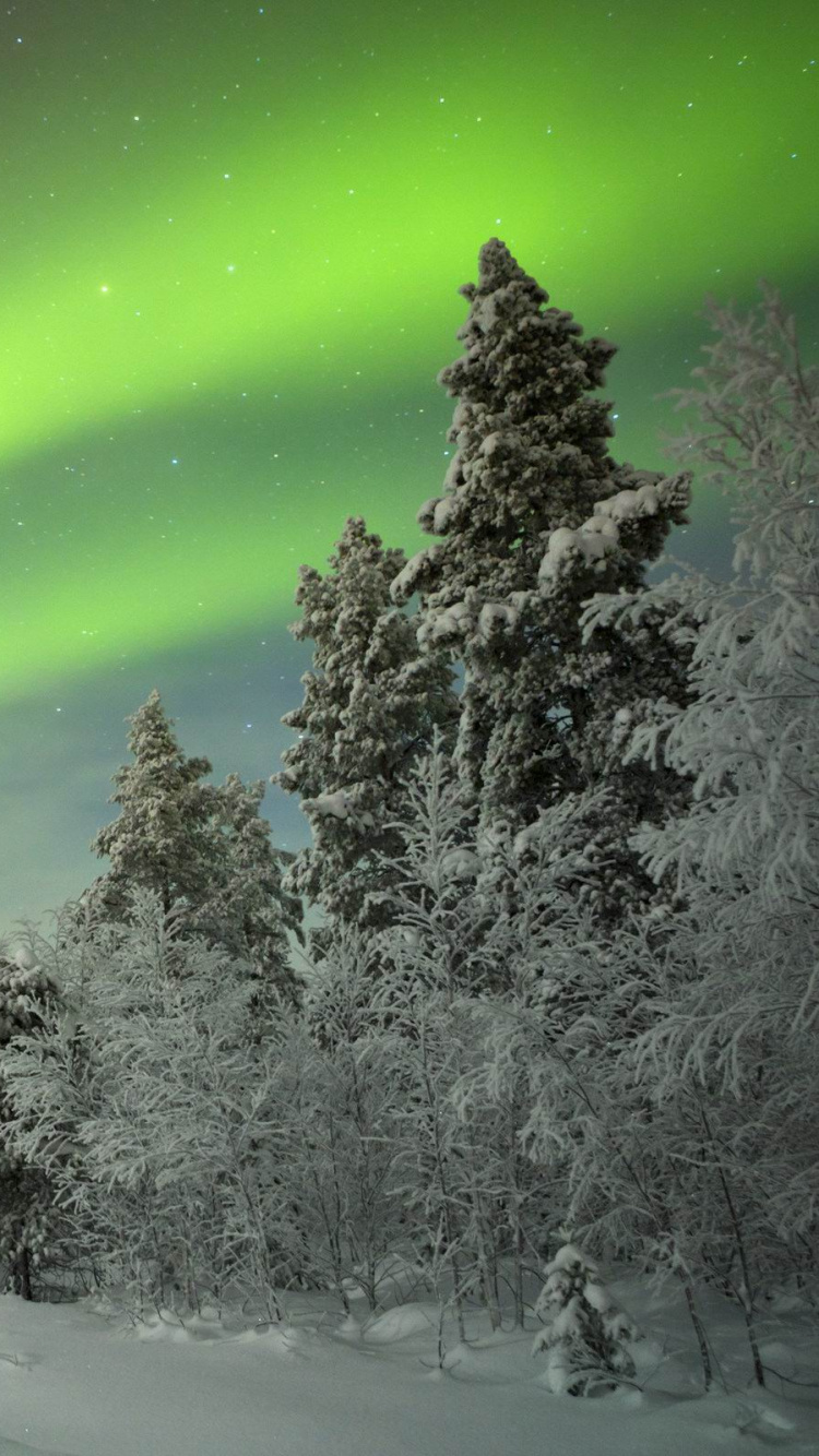 Arbres Couverts de Neige Sous un Ciel Vert. Wallpaper in 750x1334 Resolution