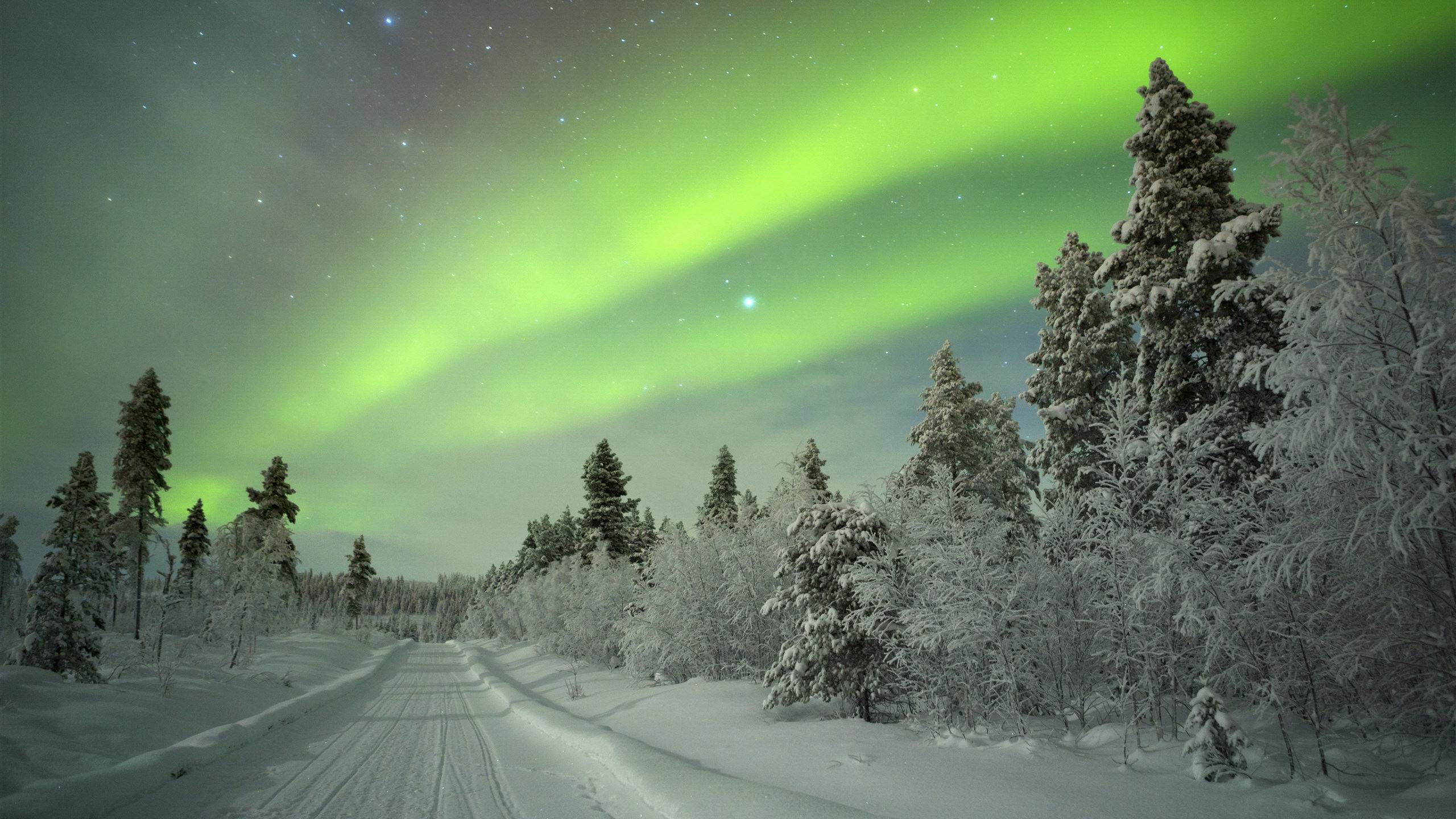 Snow Covered Trees Under Green Sky. Wallpaper in 2560x1440 Resolution