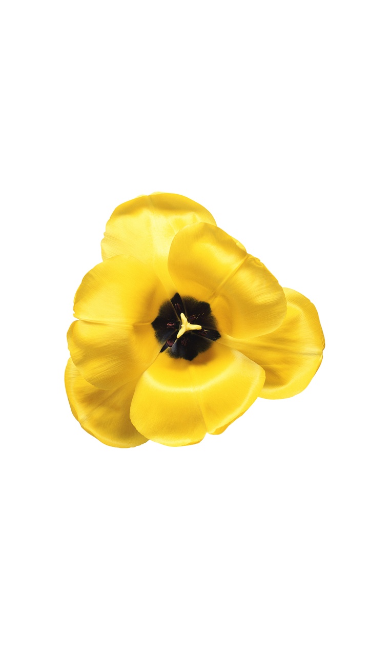 OPPO, Oppo A83, Flower, Jantung Hatiku, Yellow. Wallpaper in 720x1280 Resolution