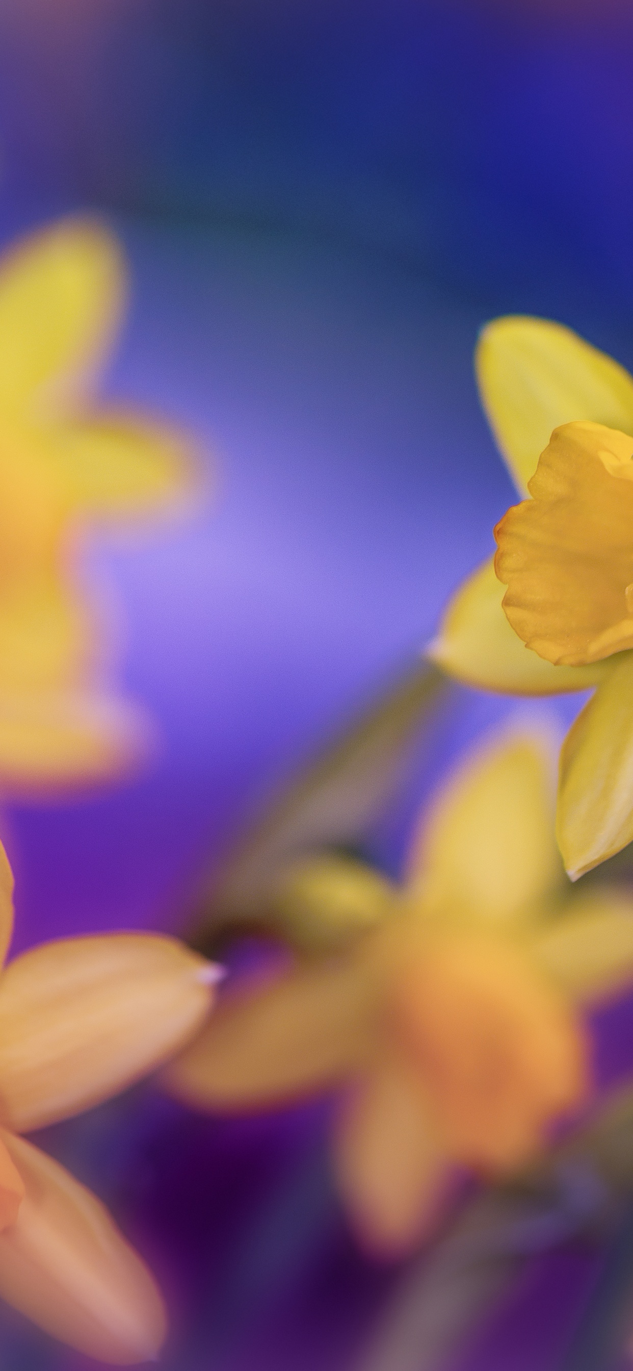 Jonquilles Jaunes en Fleurs Pendant la Journée. Wallpaper in 1242x2688 Resolution