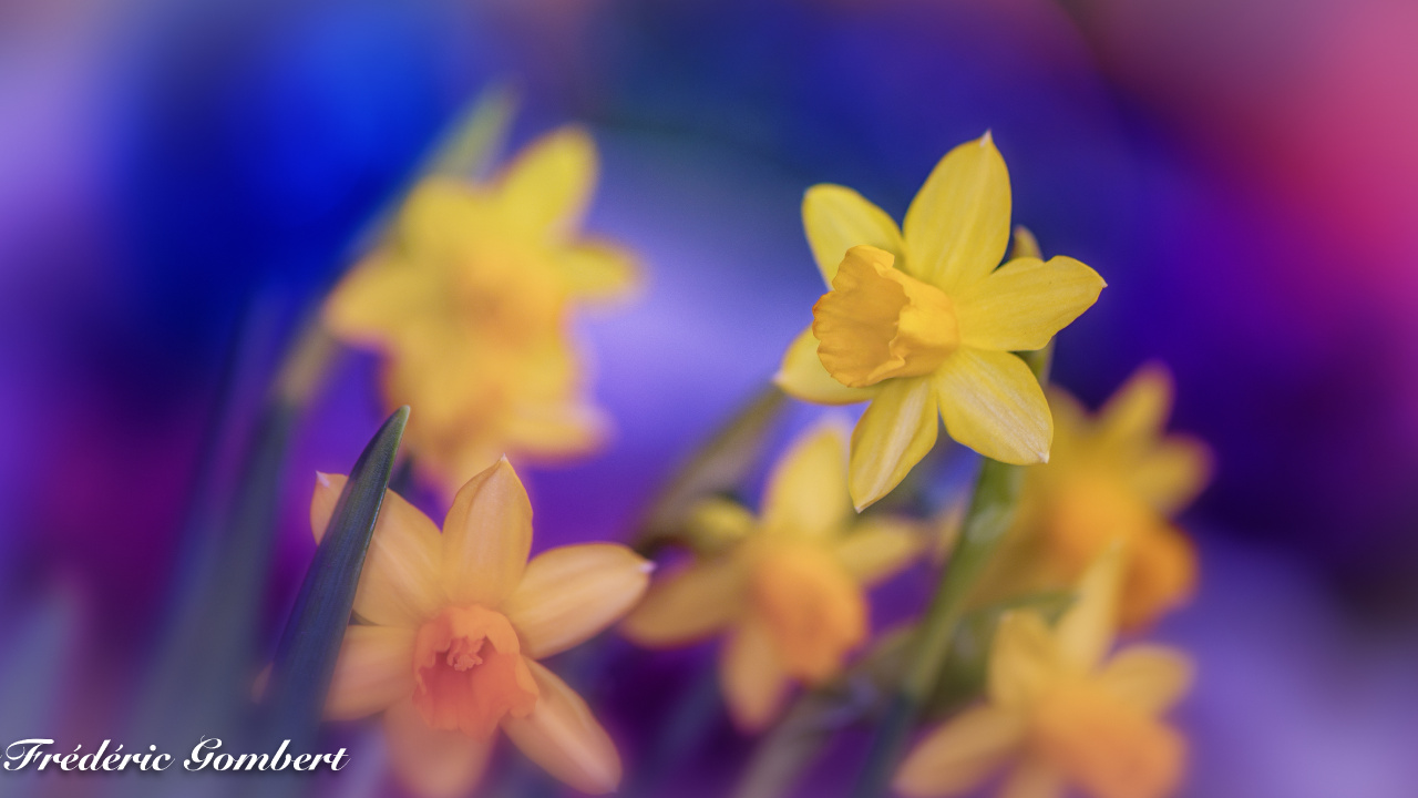 Jonquilles Jaunes en Fleurs Pendant la Journée. Wallpaper in 1280x720 Resolution