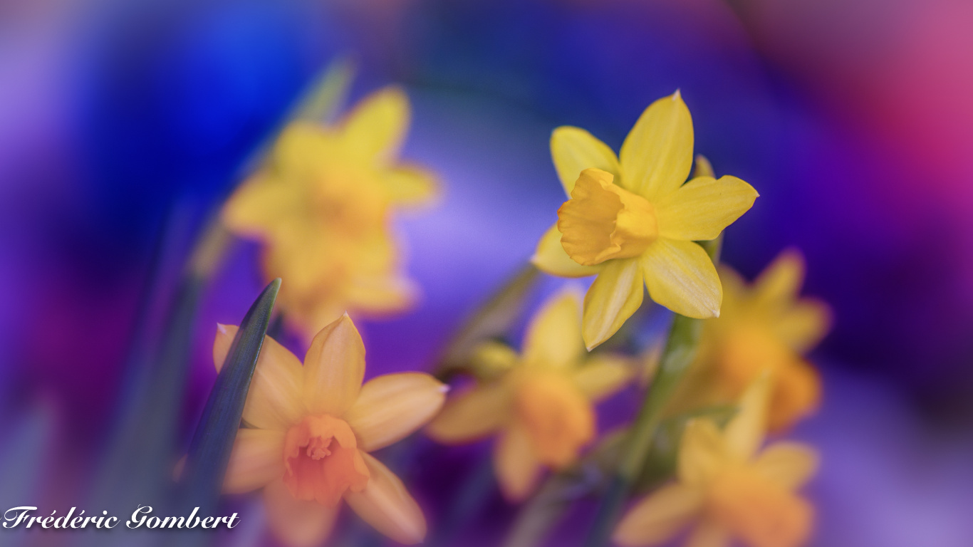 Jonquilles Jaunes en Fleurs Pendant la Journée. Wallpaper in 1366x768 Resolution