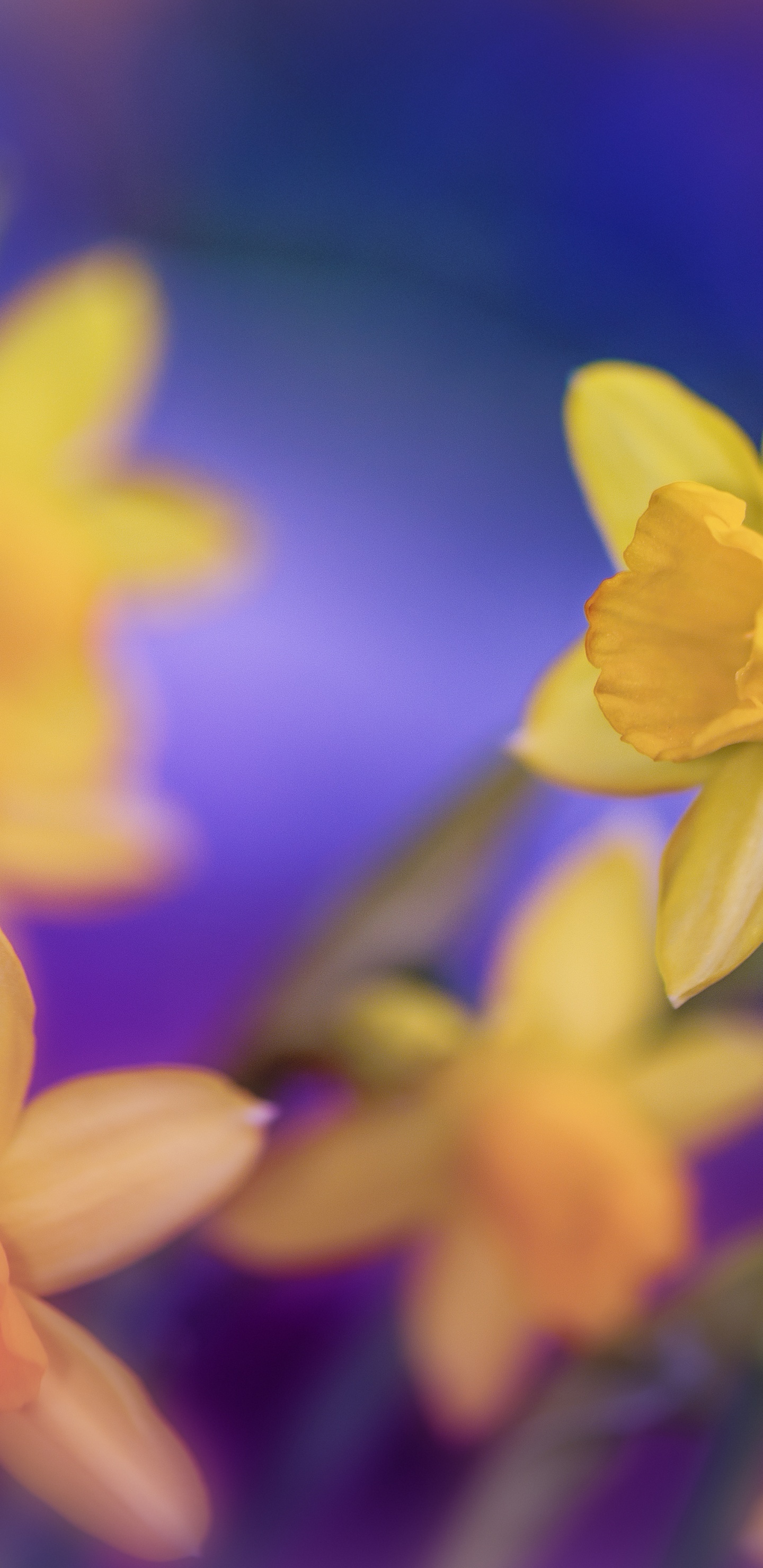 Jonquilles Jaunes en Fleurs Pendant la Journée. Wallpaper in 1440x2960 Resolution