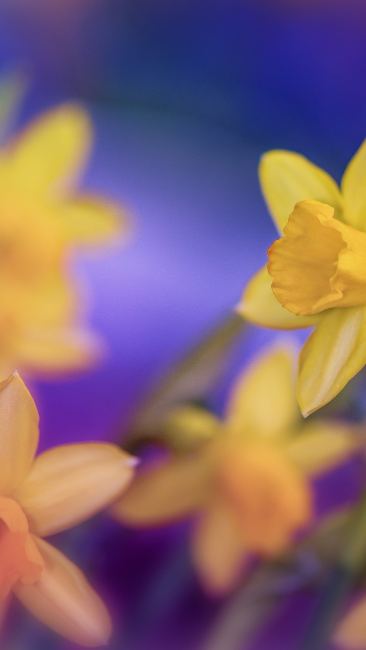 Jonquilles Jaunes en Fleurs Pendant la Journée. Wallpaper in 720x1280 Resolution