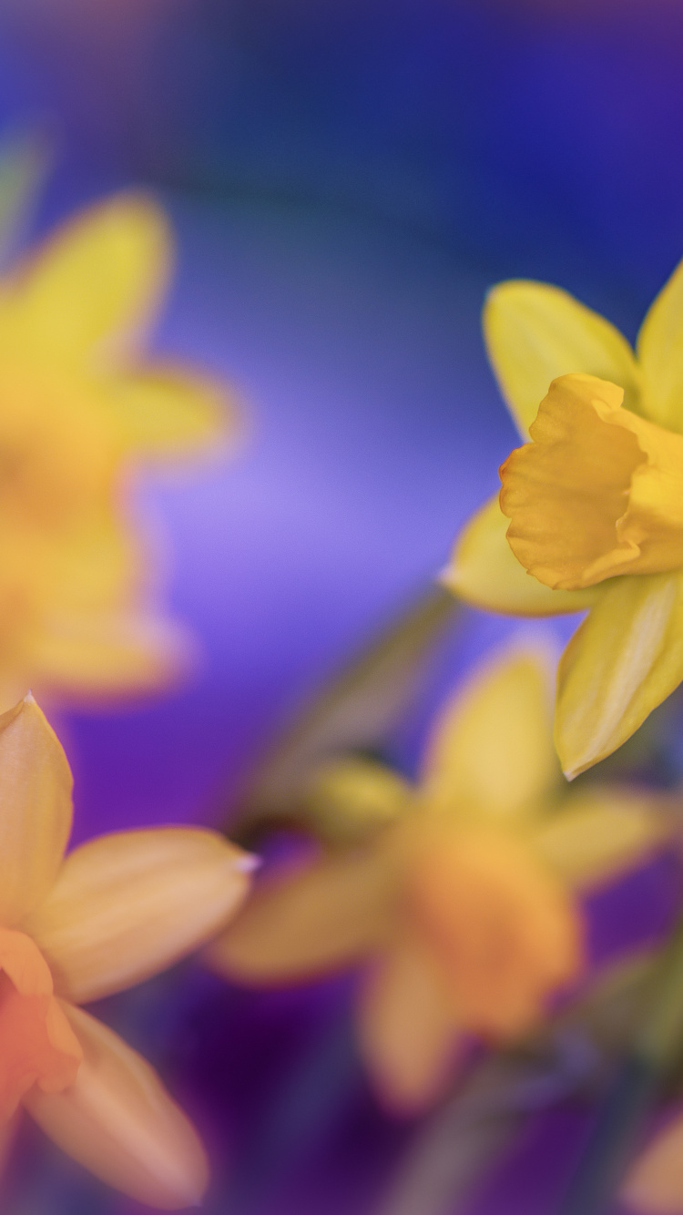 Jonquilles Jaunes en Fleurs Pendant la Journée. Wallpaper in 750x1334 Resolution