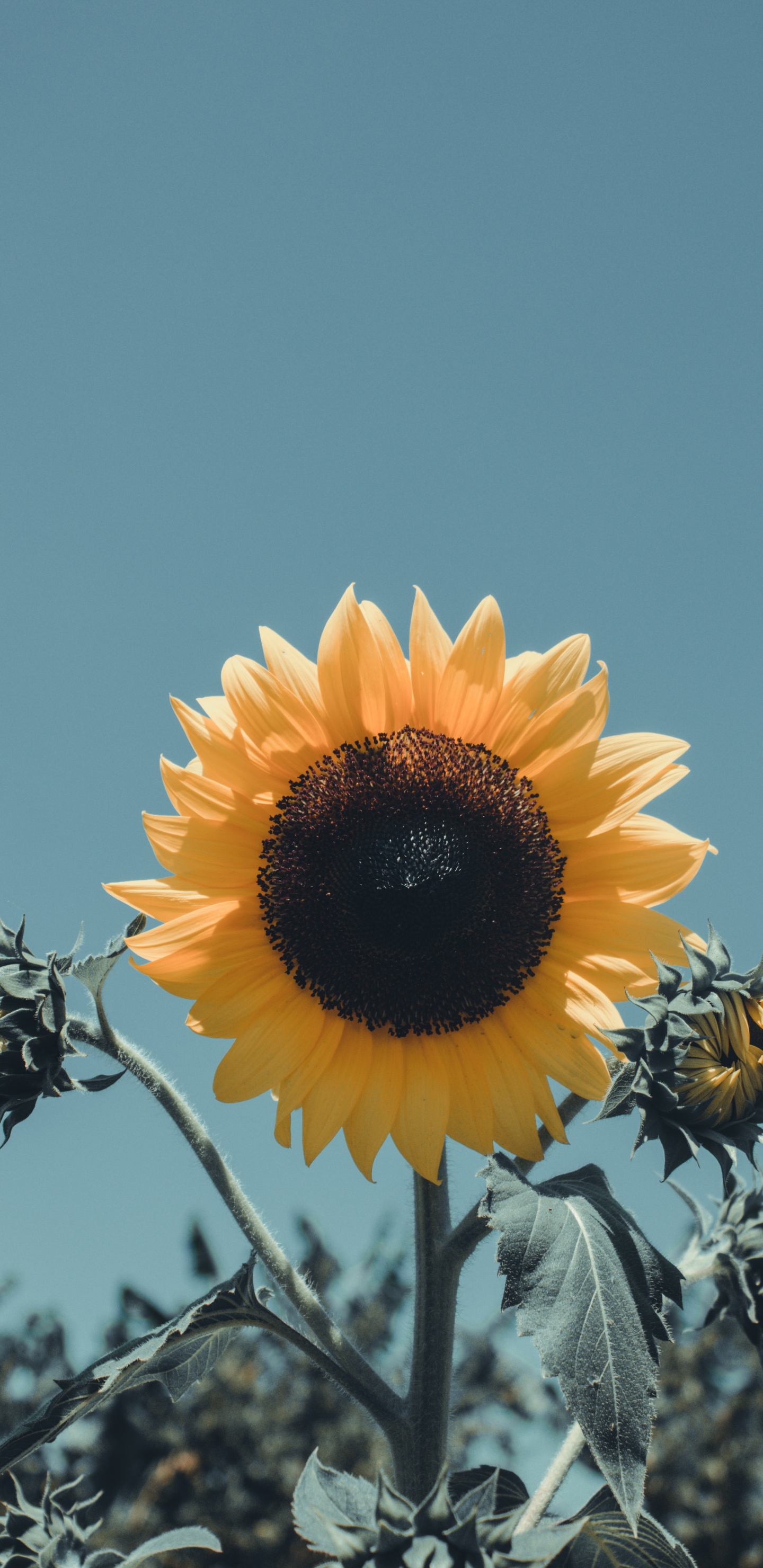 Girasol Amarillo en Flor Durante el Día. Wallpaper in 1440x2960 Resolution