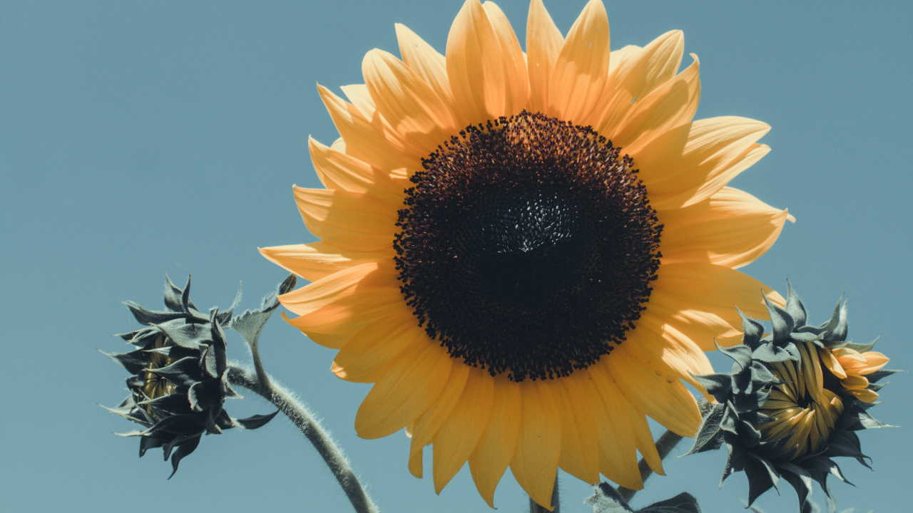 Yellow Sunflower in Bloom During Daytime. Wallpaper in 1280x720 Resolution