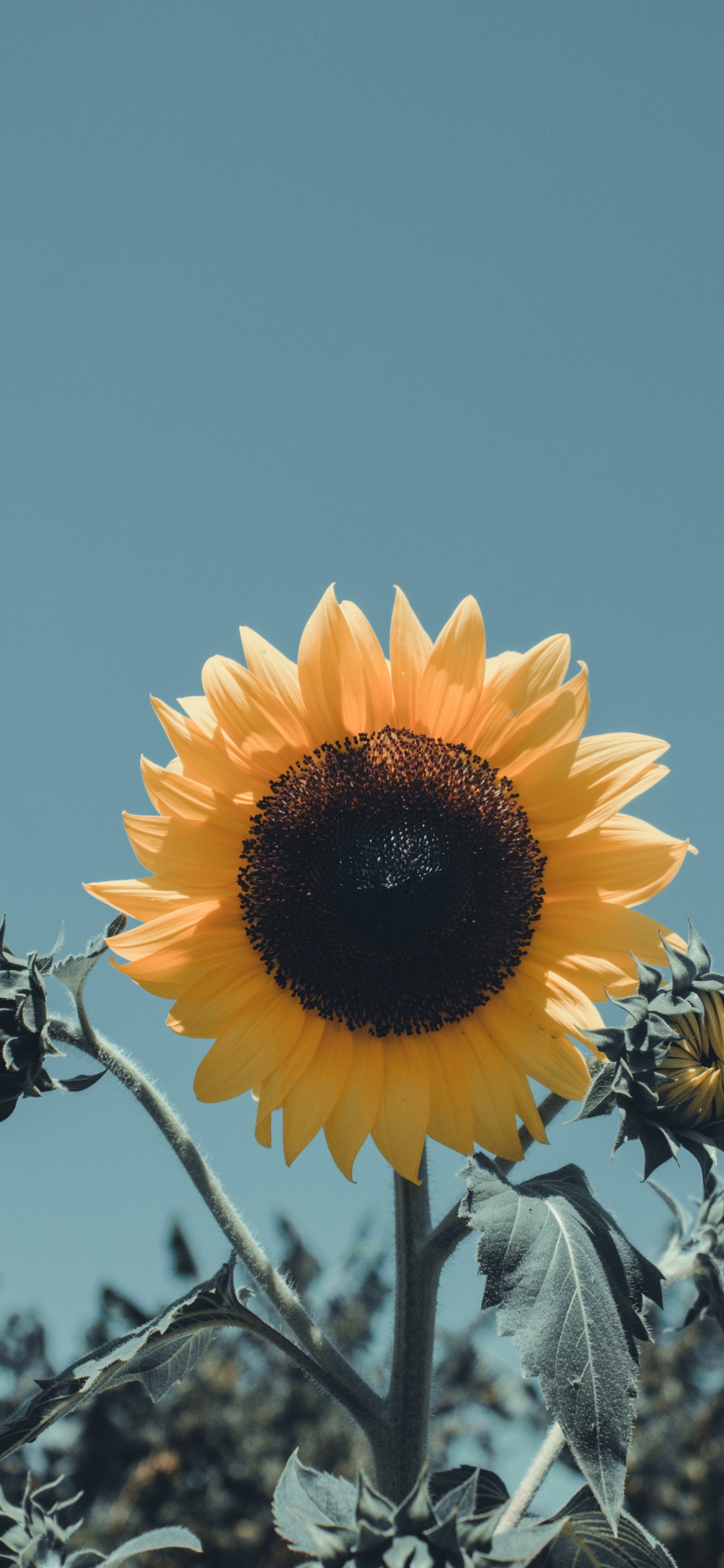 Tournesol Jaune en Fleur Pendant la Journée. Wallpaper in 1125x2436 Resolution