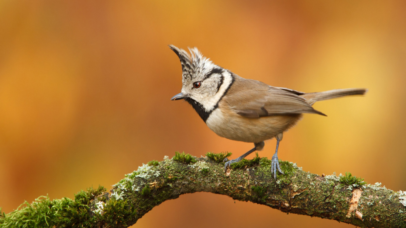 White and Brown Bird on Green Moss. Wallpaper in 1366x768 Resolution