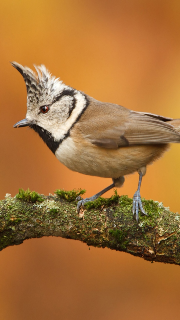 White and Brown Bird on Green Moss. Wallpaper in 720x1280 Resolution