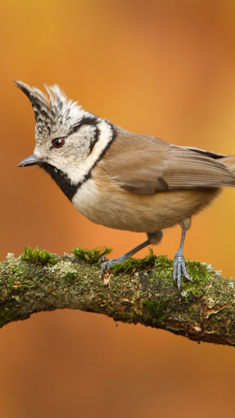 White and Brown Bird on Green Moss. Wallpaper in 750x1334 Resolution