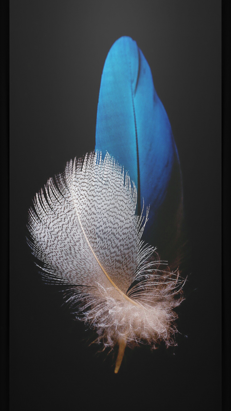 Feather, Petal, Terrestrial Plant, Art, Twig. Wallpaper in 750x1334 Resolution