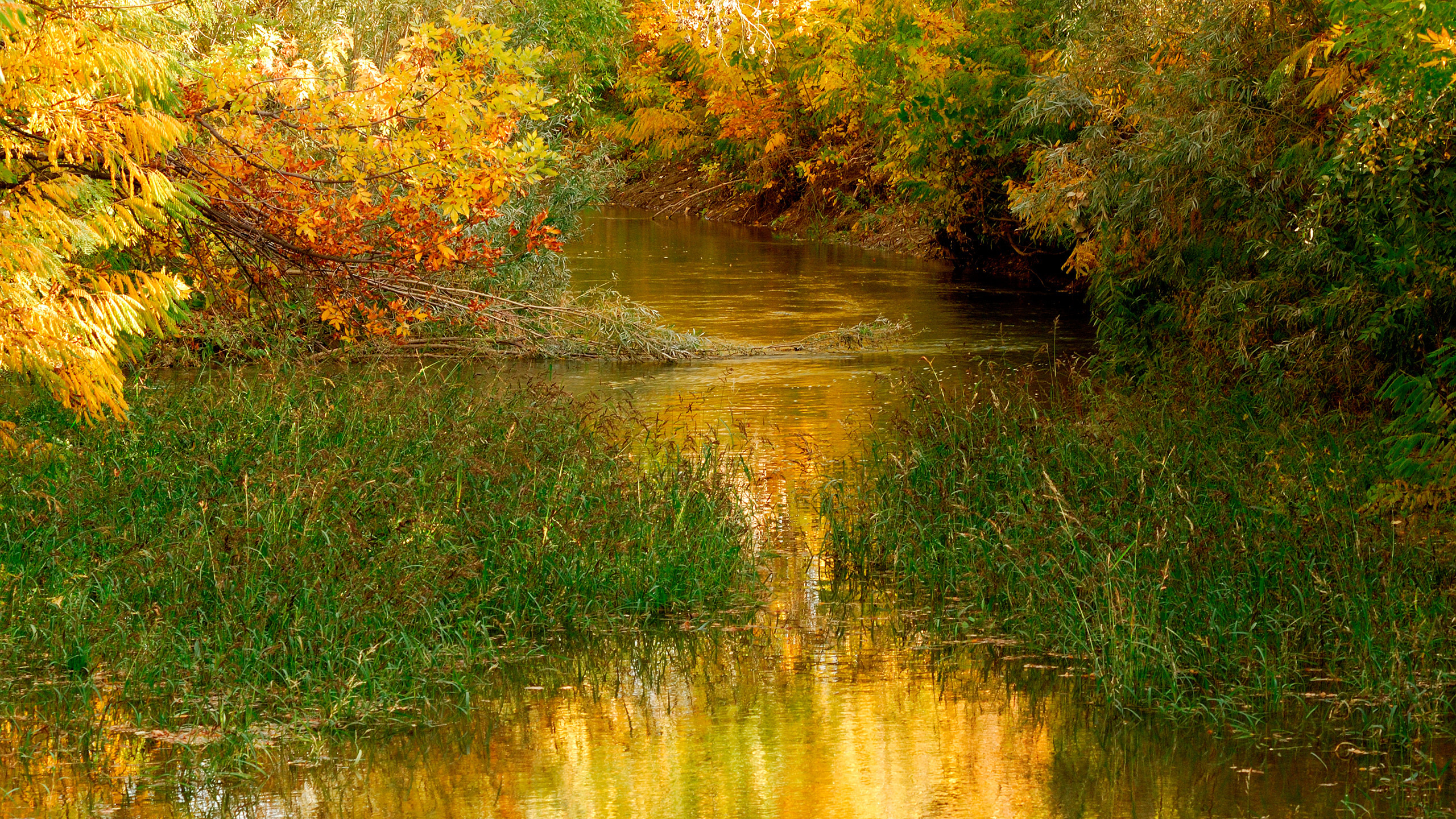 Herbe Verte et Arbres au Bord de la Rivière. Wallpaper in 2560x1440 Resolution