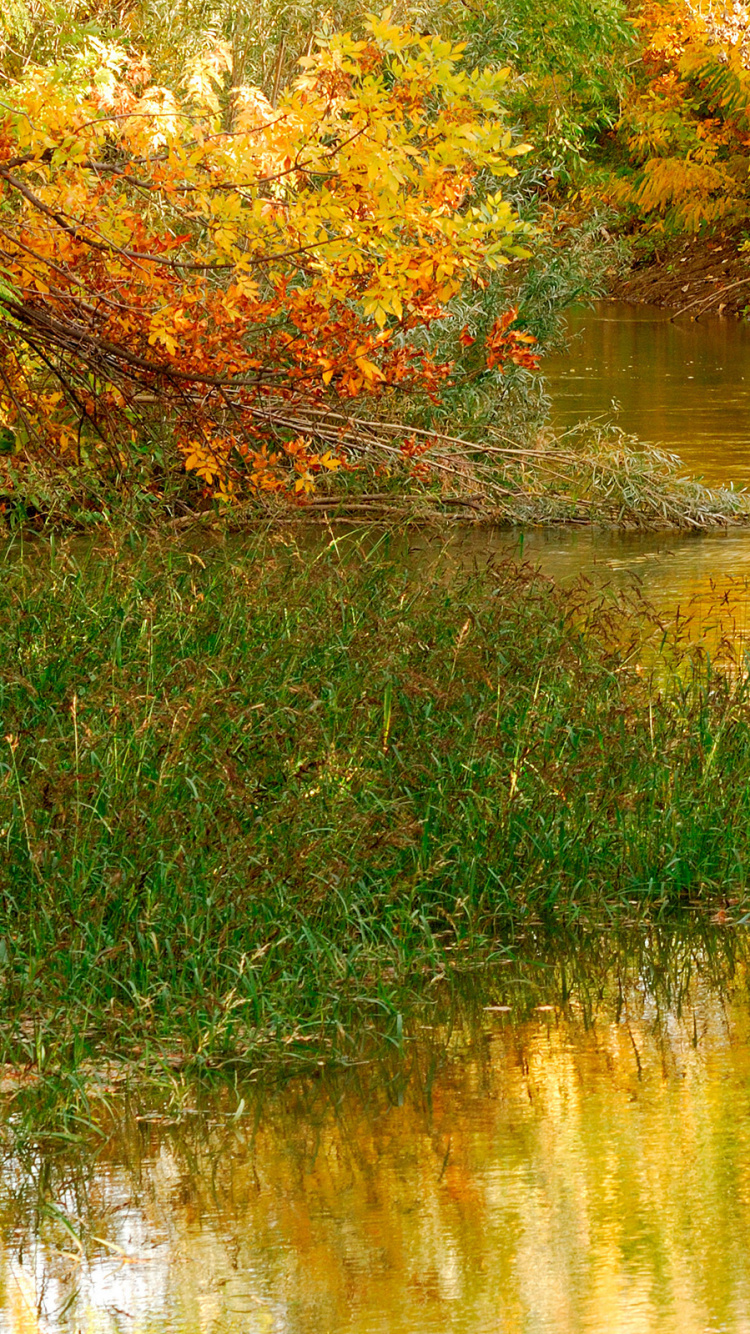 Herbe Verte et Arbres au Bord de la Rivière. Wallpaper in 750x1334 Resolution