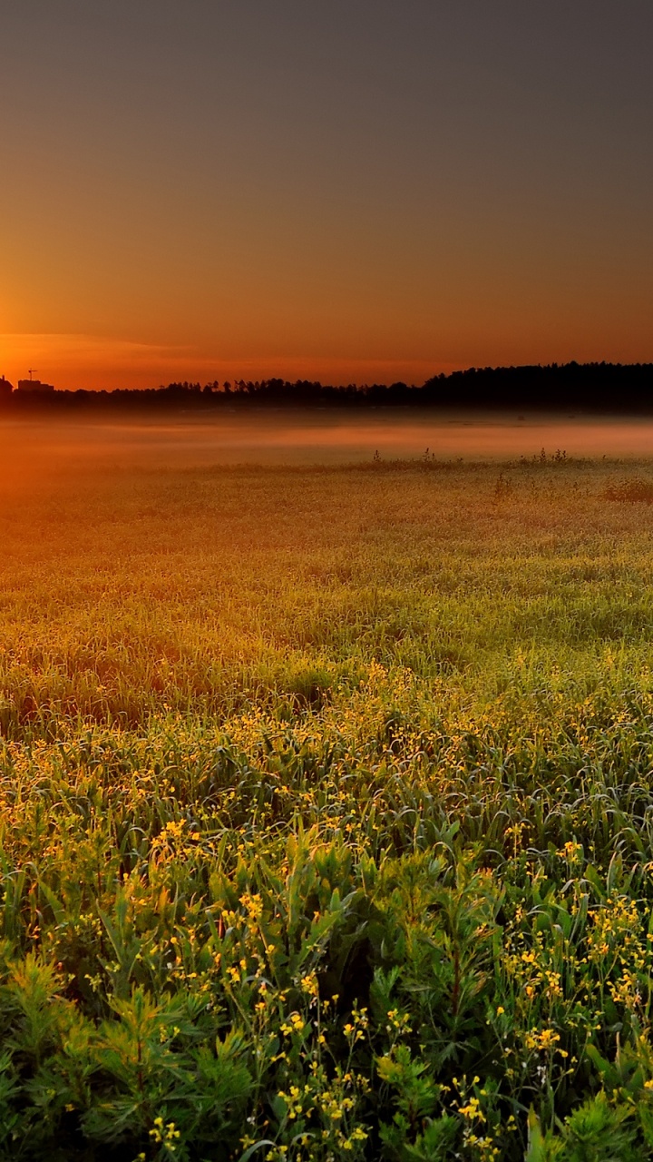 Campo de Hierba Verde Durante la Puesta de Sol. Wallpaper in 720x1280 Resolution