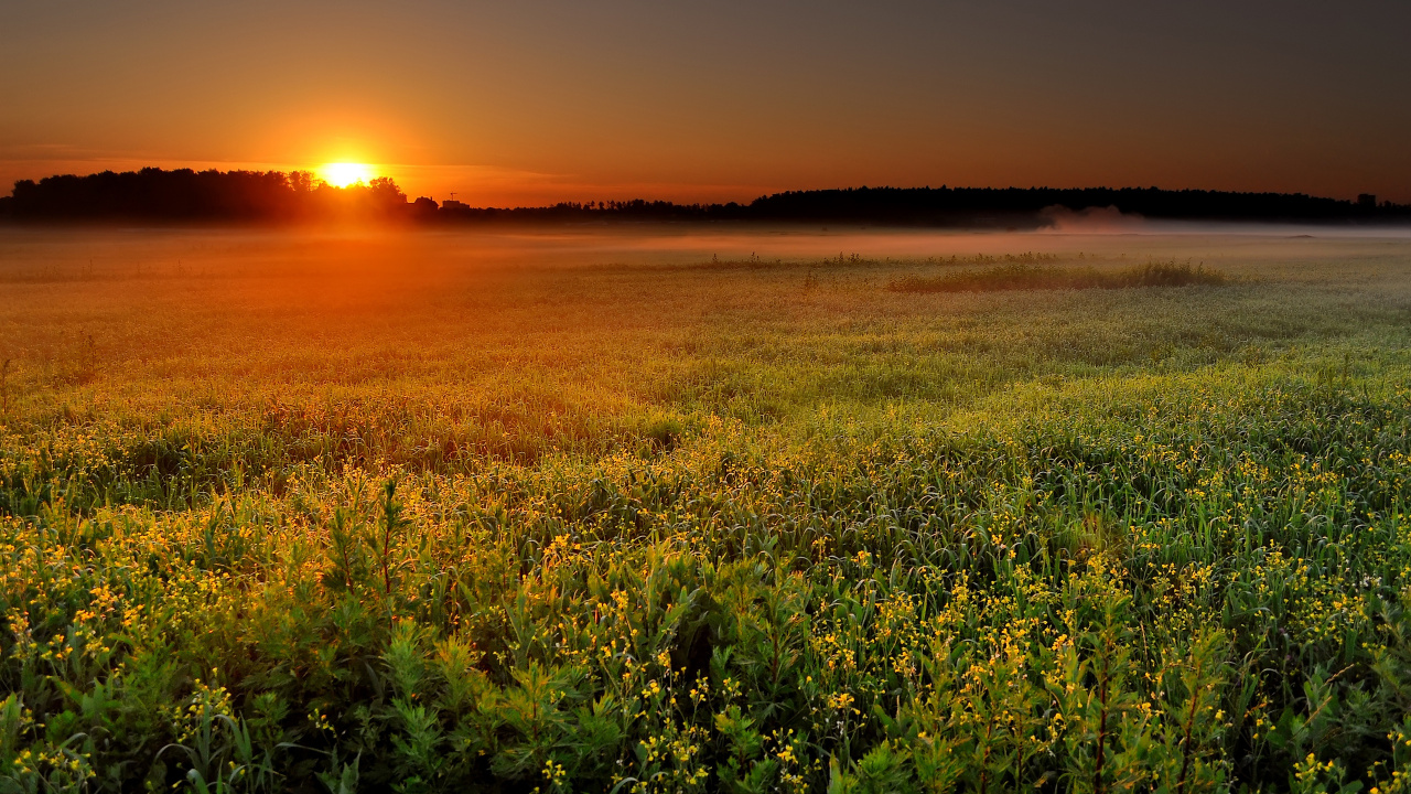 Grüne Wiese Bei Sonnenuntergang. Wallpaper in 1280x720 Resolution