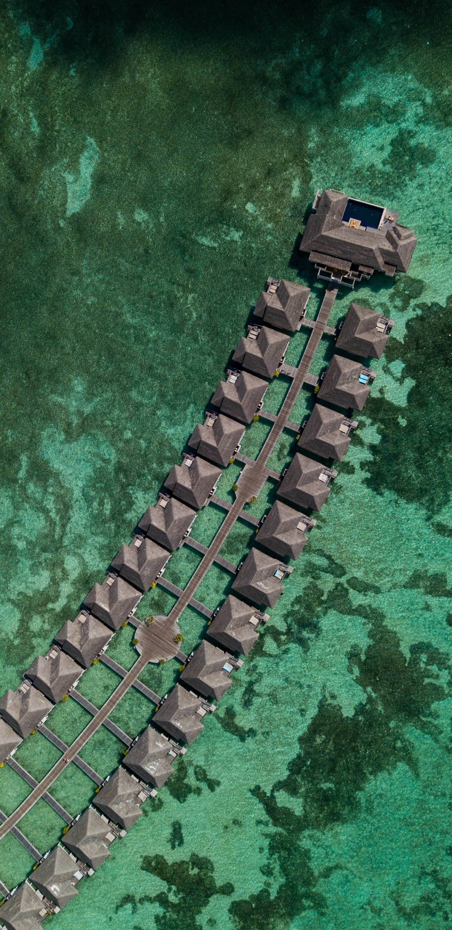 Smartphone, Téléphone, Green, Reptile, Bijouterie. Wallpaper in 1440x2960 Resolution