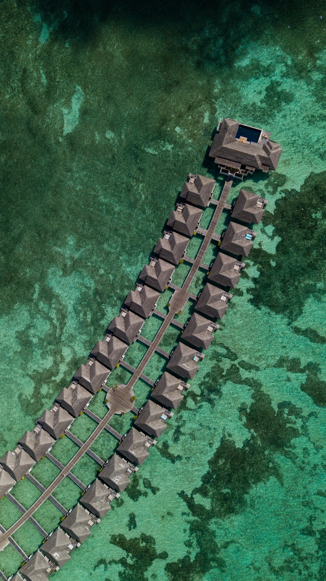 Smartphone, Teléfono, Verde, Cocodrilo, Reptil. Wallpaper in 1080x1920 Resolution