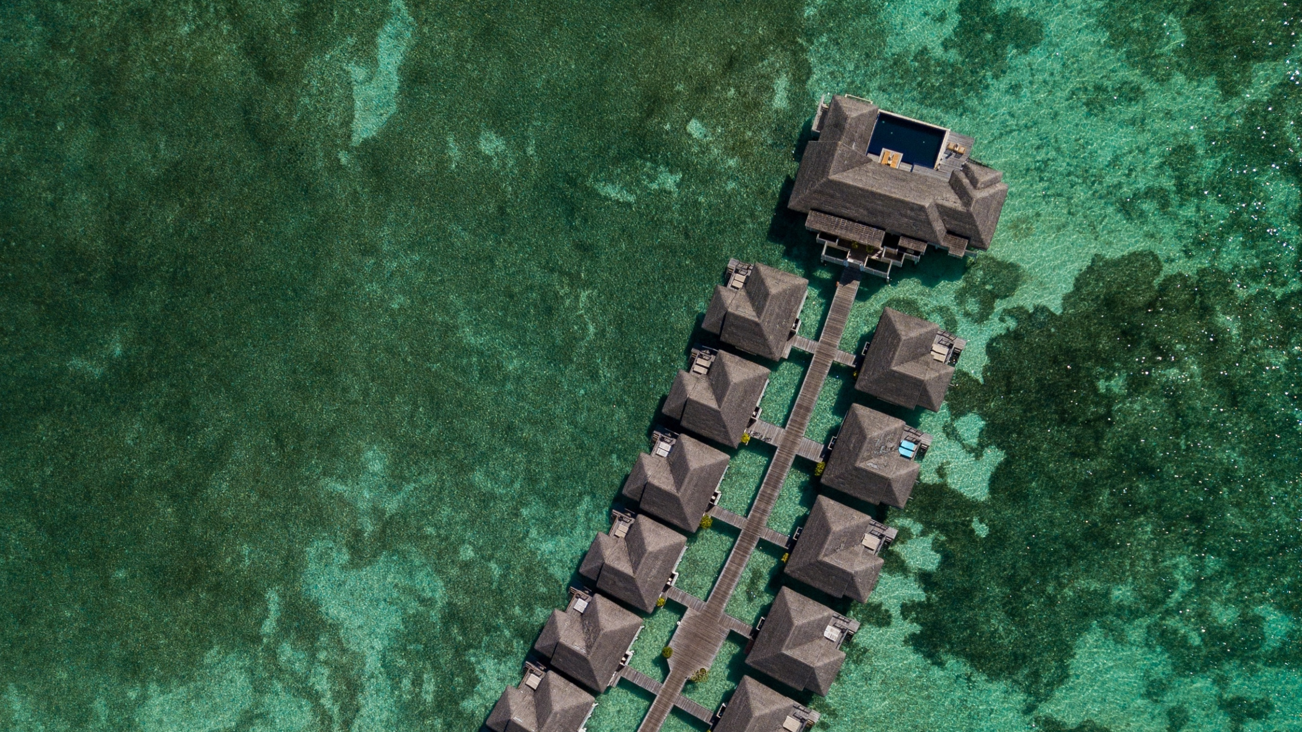 Smartphone, Teléfono, Verde, Cocodrilo, Reptil. Wallpaper in 2560x1440 Resolution