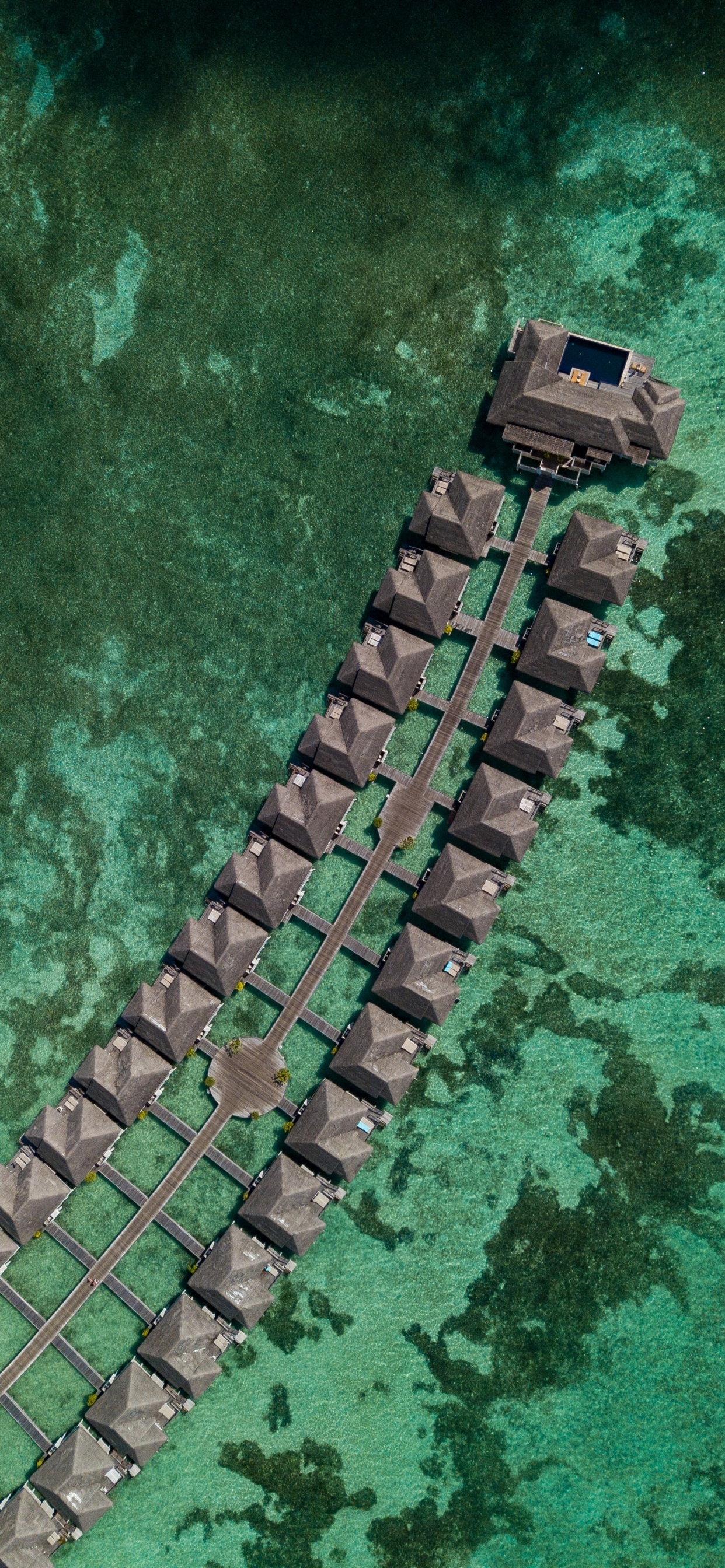 Smartphone, Telefon, Gr, Krokodil, Reptil. Wallpaper in 1242x2688 Resolution