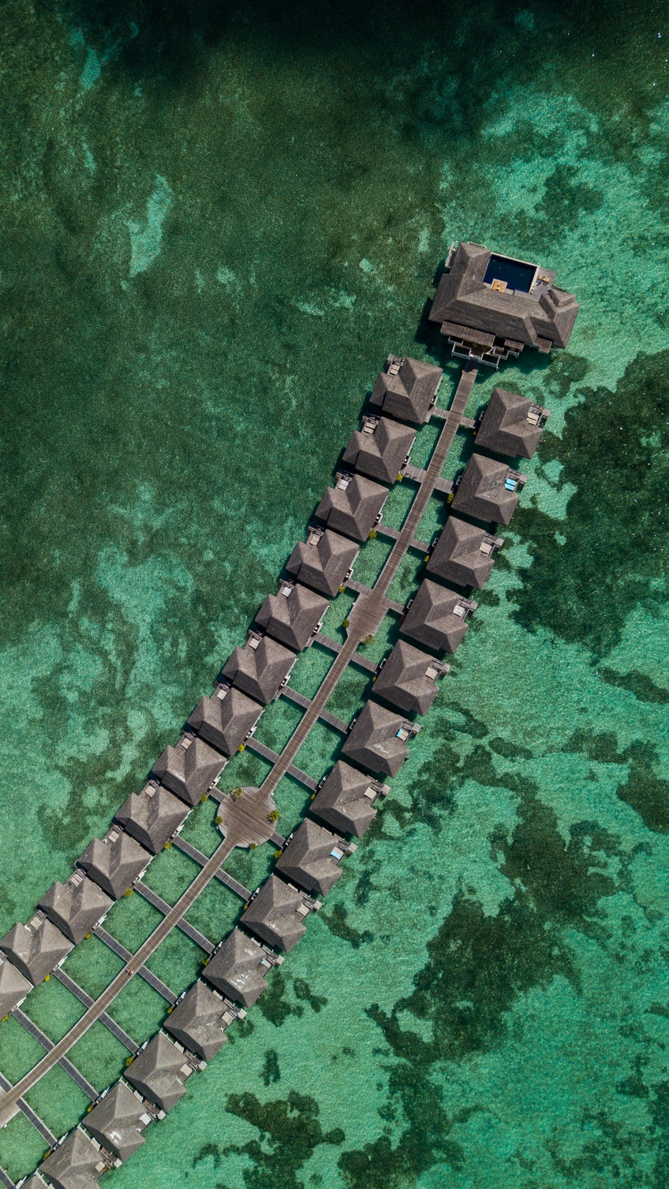 Smartphone, Telefon, Gr, Krokodil, Reptil. Wallpaper in 750x1334 Resolution