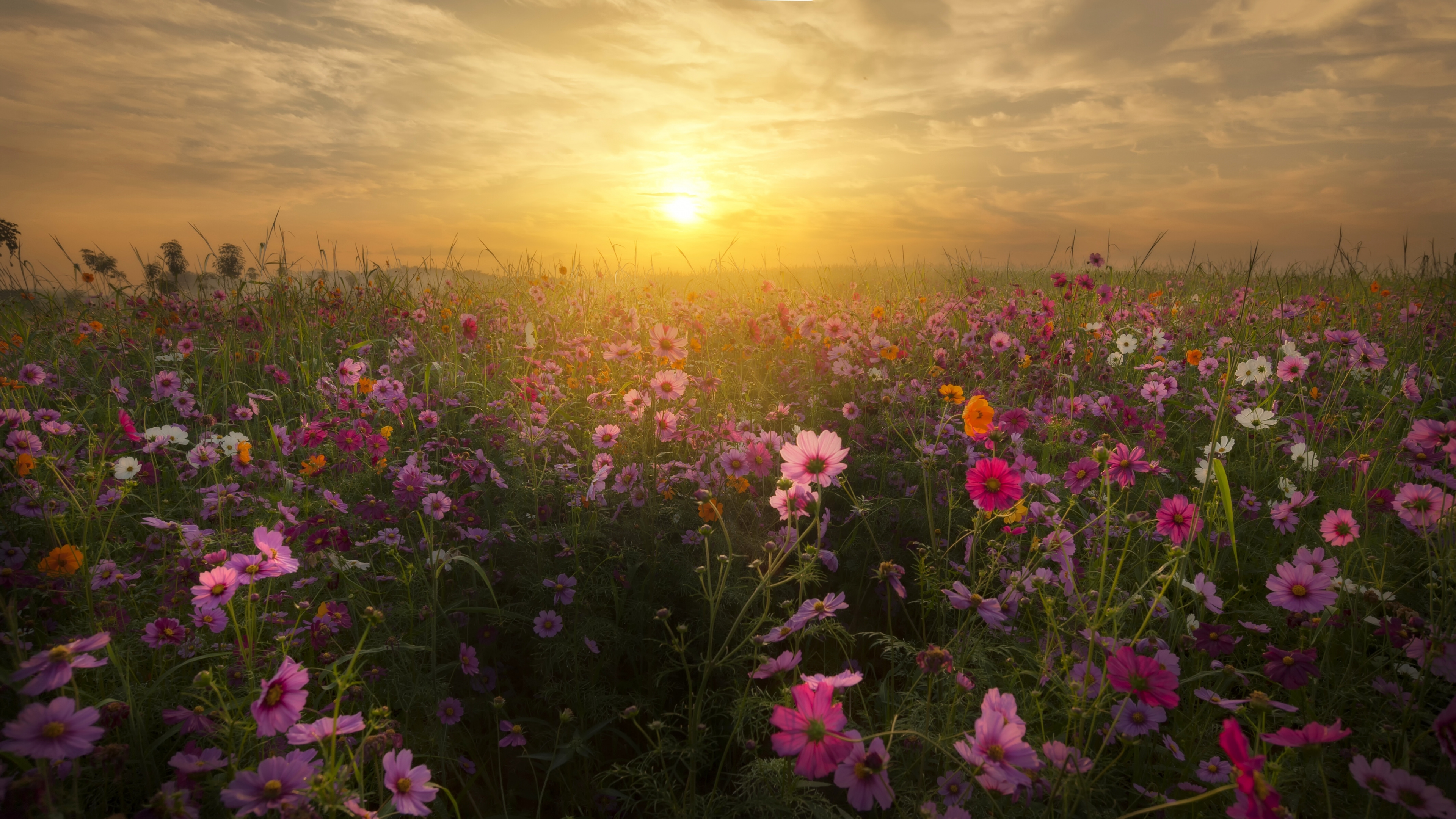 草地上, 野花, 日出, 生态系统, 阳光 壁纸 3840x2160 允许