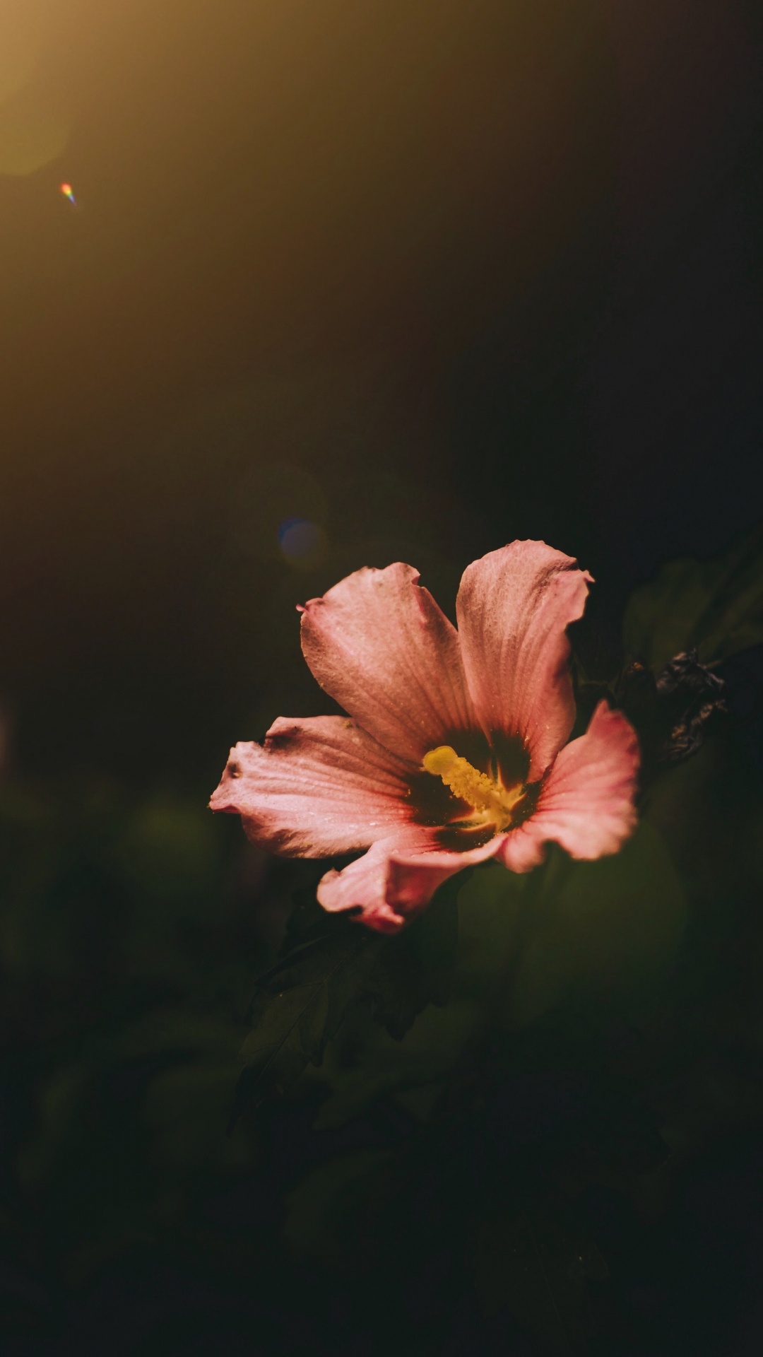 Pink and Yellow Flower in Tilt Shift Lens. Wallpaper in 1080x1920 Resolution