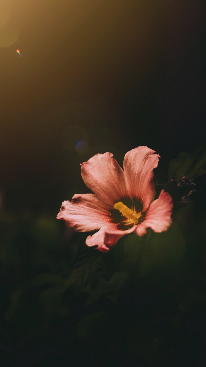 Pink and Yellow Flower in Tilt Shift Lens. Wallpaper in 720x1280 Resolution