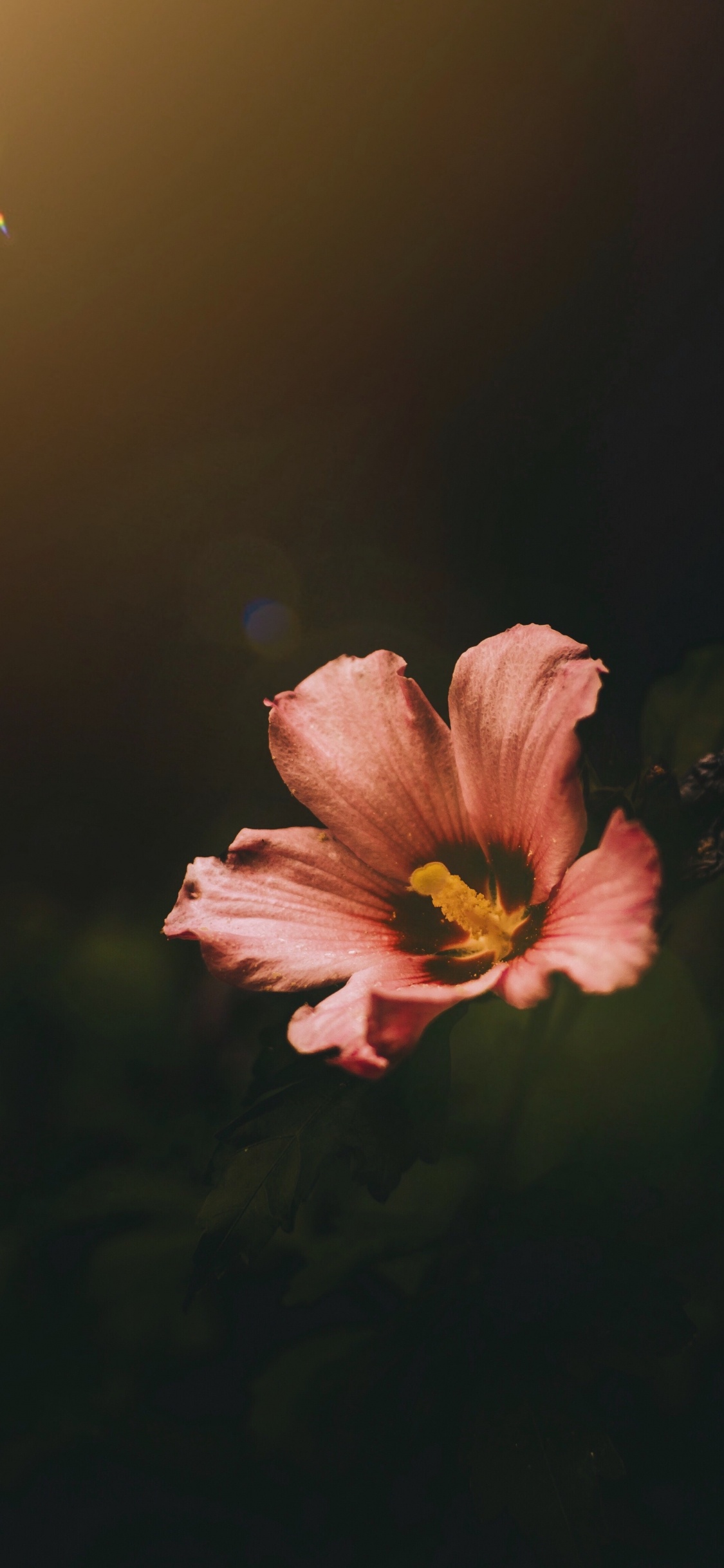 Rosa Und Gelbe Blume in Tilt-Shift-Linse. Wallpaper in 1125x2436 Resolution